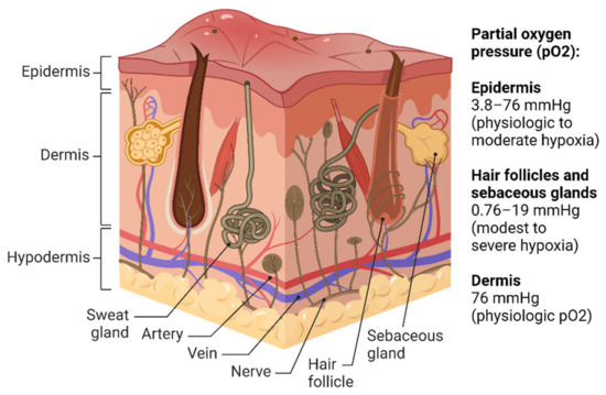 File:501 Structure of the skin.jpg - Wikimedia Commons