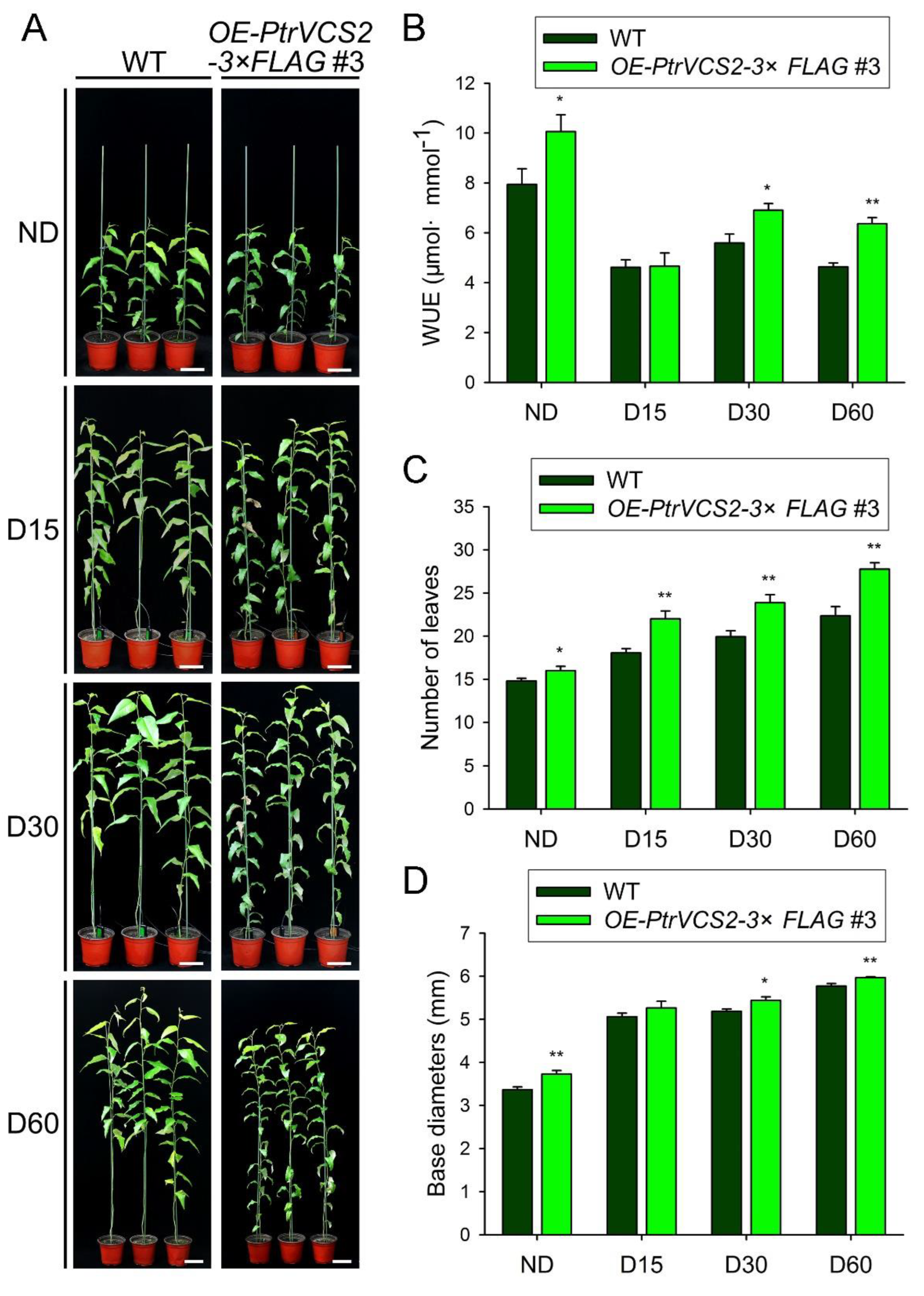 Ijms 24 04458 g005 Ijms 24 04458 g005