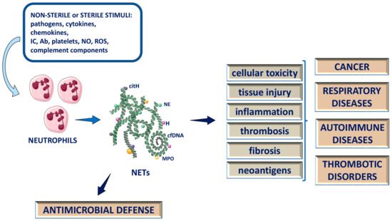 Ijms Free Full Text Putative Role Of Neutrophil Extracellular Trap Formation In Chronic 3076