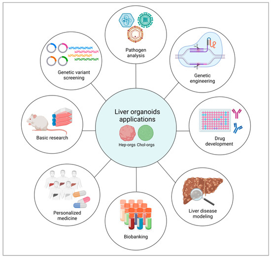 IJMS | Free Full-Text | Liver Organoids As An In Vitro Model To Study ...