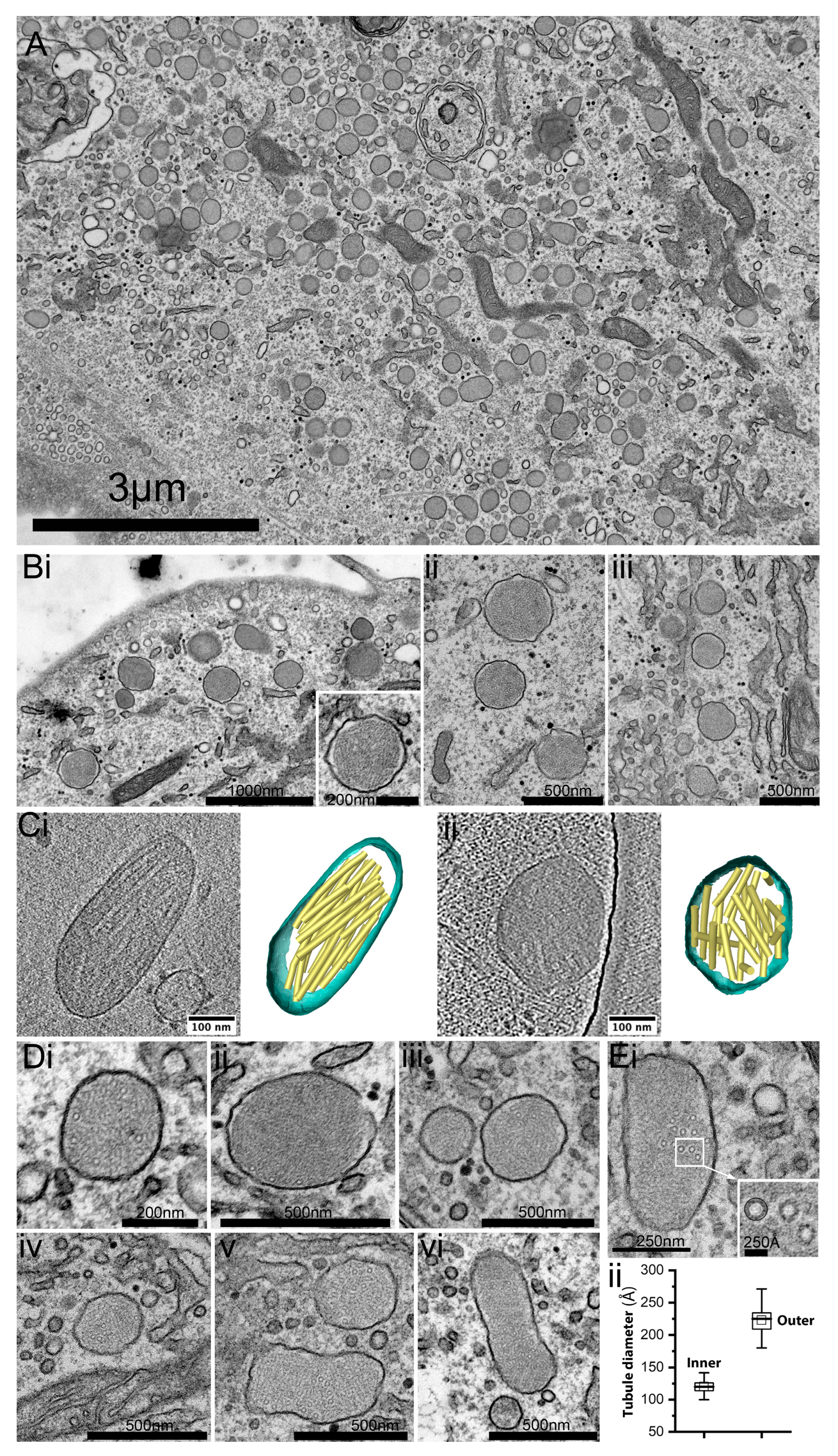 Ijms 24 04553 g003 Ijms 24 04553 g003