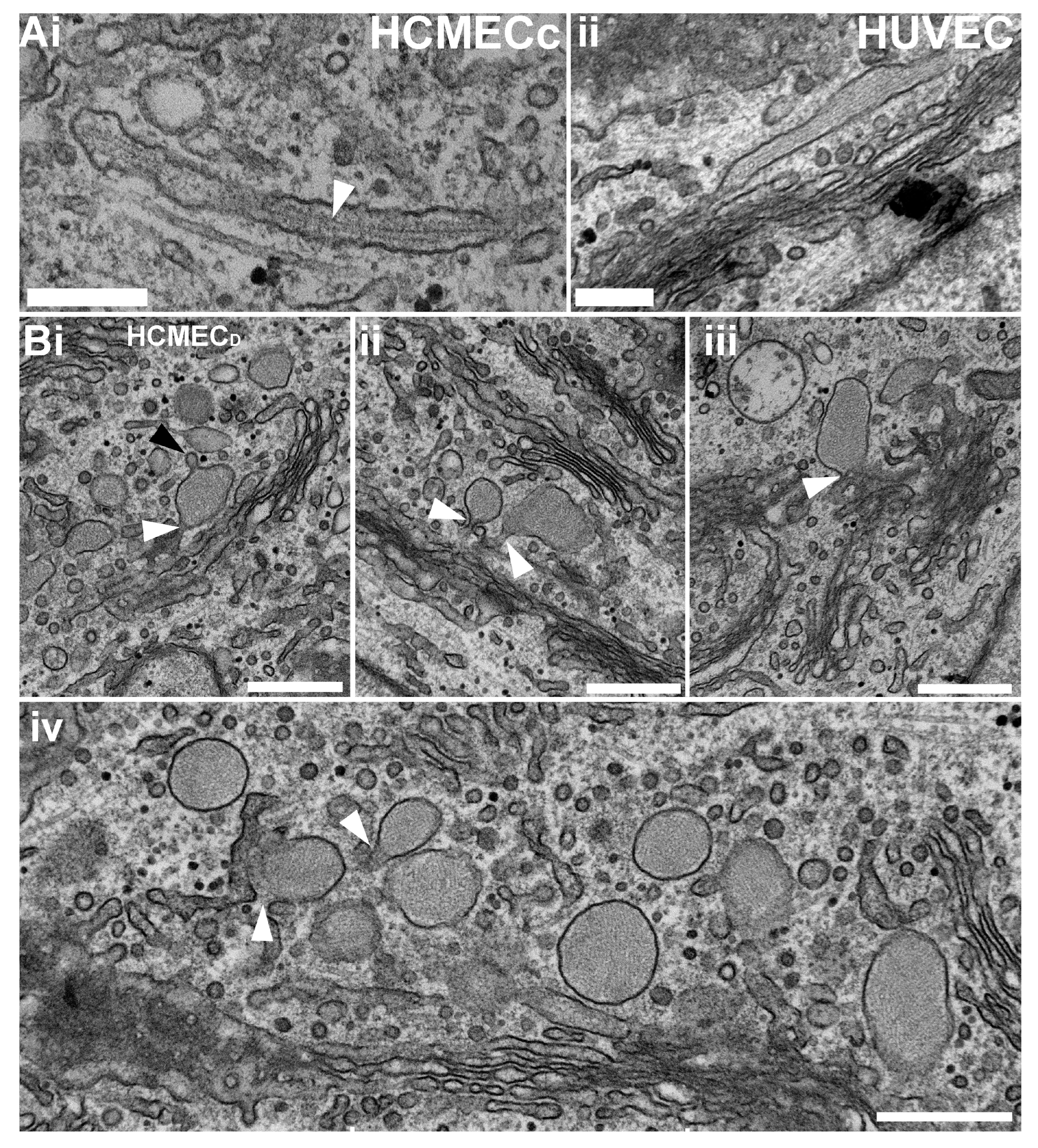 Ijms 24 04553 g004 Ijms 24 04553 g004