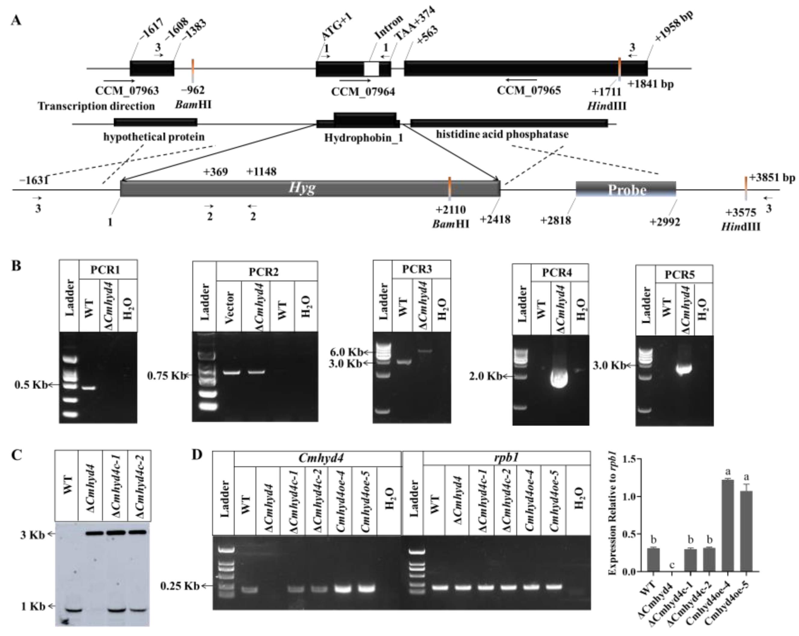 Ijms 24 04586 g001 Ijms 24 04586 g001