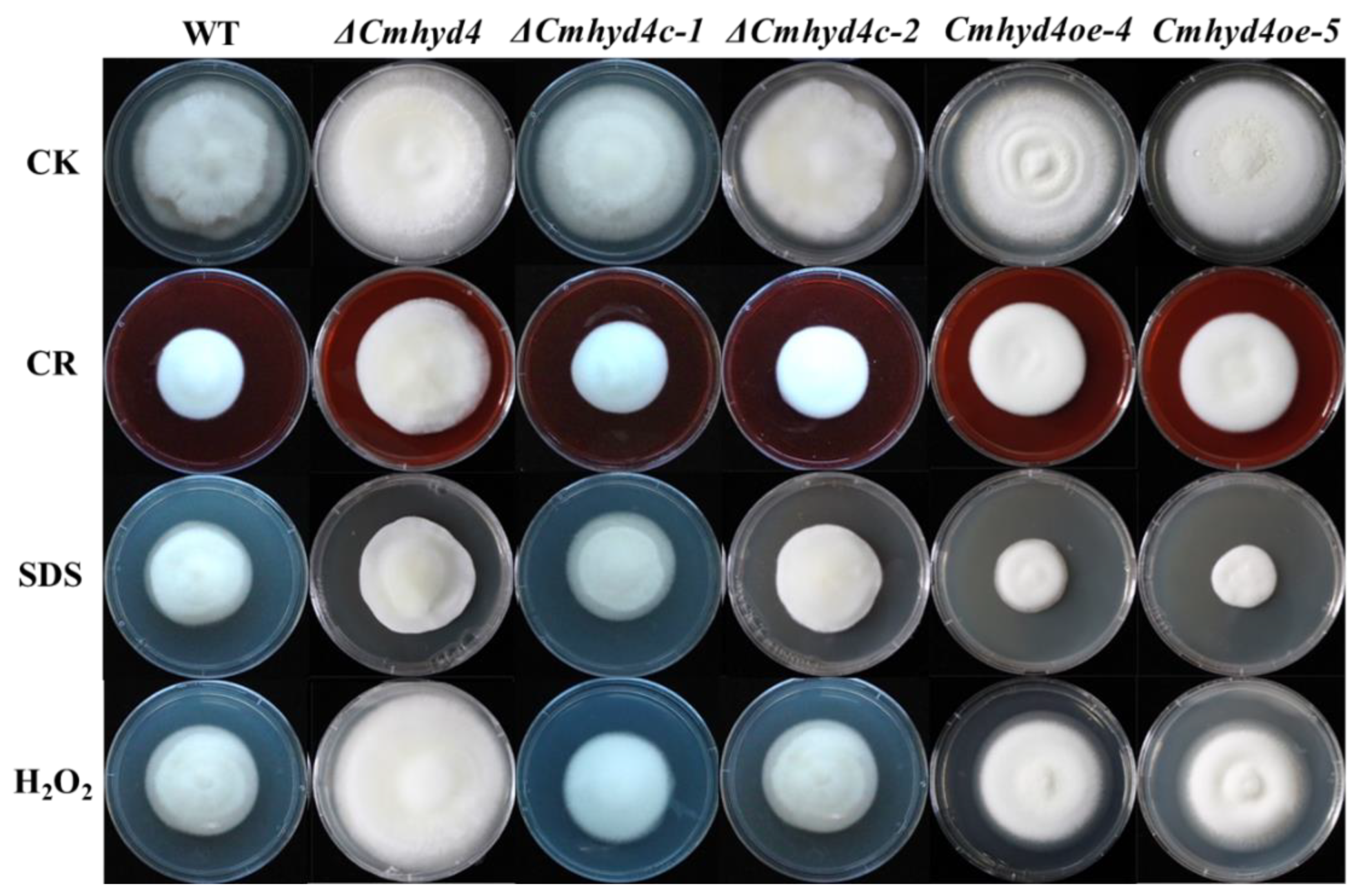 Ijms 24 04586 g005 Ijms 24 04586 g005