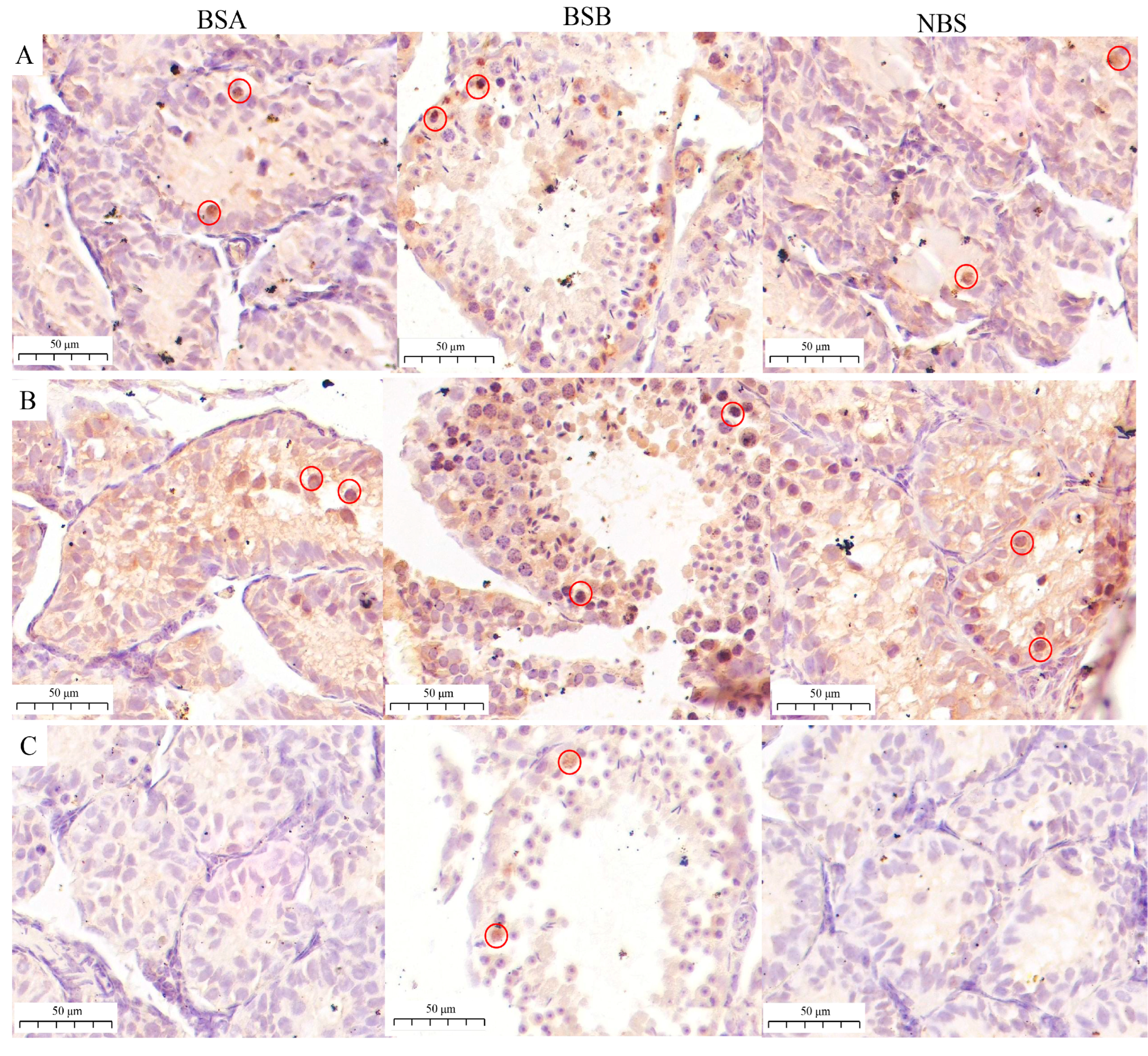 Ijms 24 04611 g006 Ijms 24 04611 g006