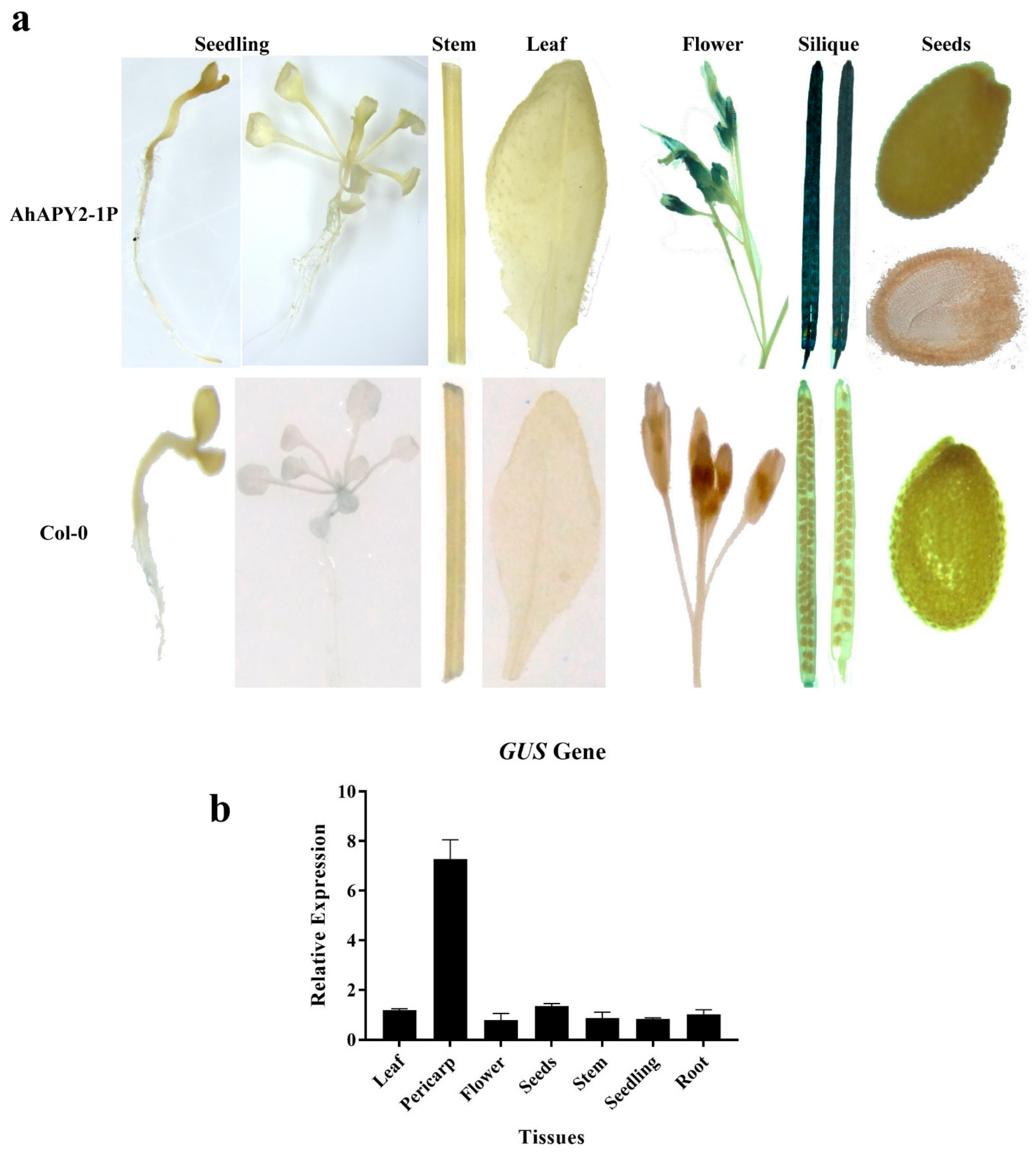 Ijms 24 04622 g012 Ijms 24 04622 g012
