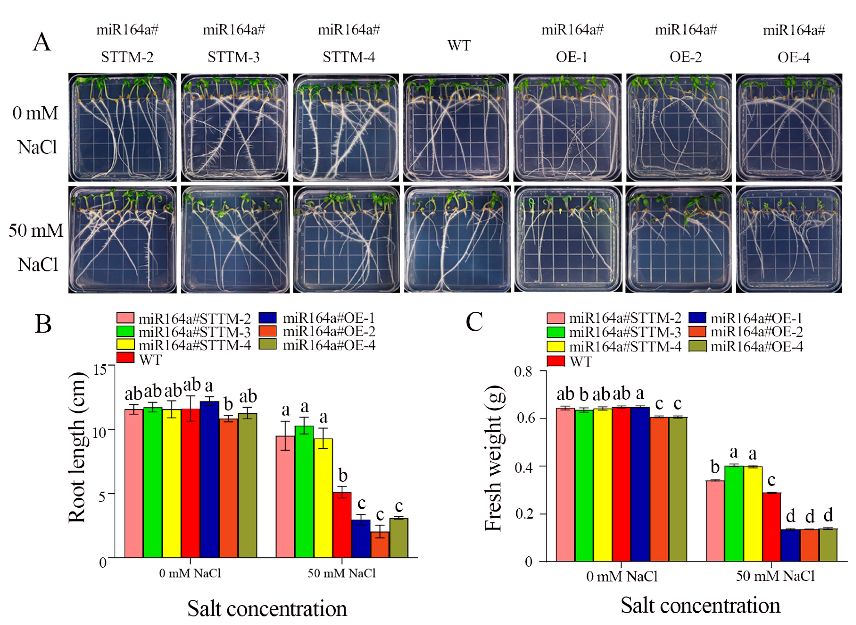 IJMS | Free Full-Text | Knockdown of Sly-miR164a Enhanced Plant Salt  Tolerance and Improved Preharvest and Postharvest Fruit Nutrition of Tomato