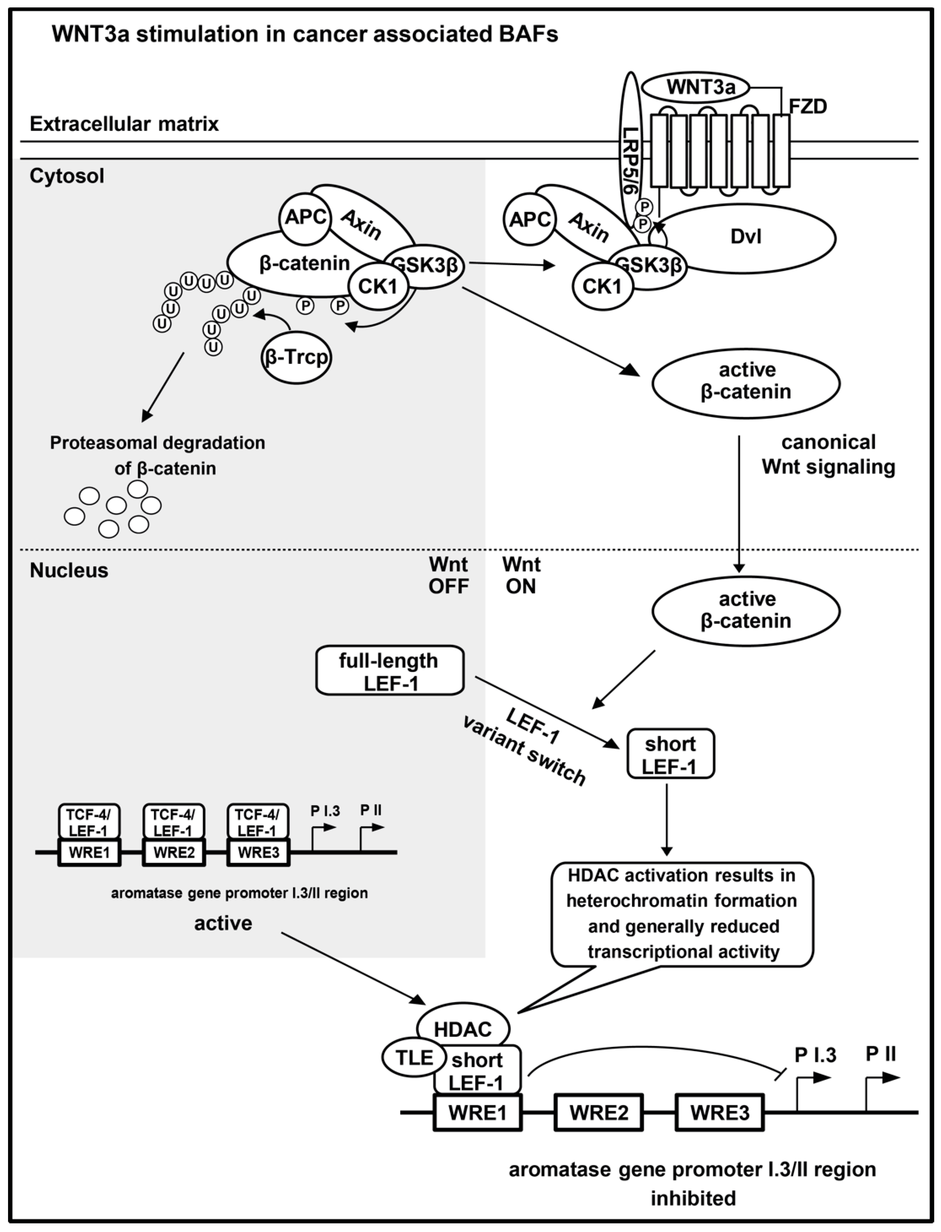 Ijms 24 04654 g007 Ijms 24 04654 g007