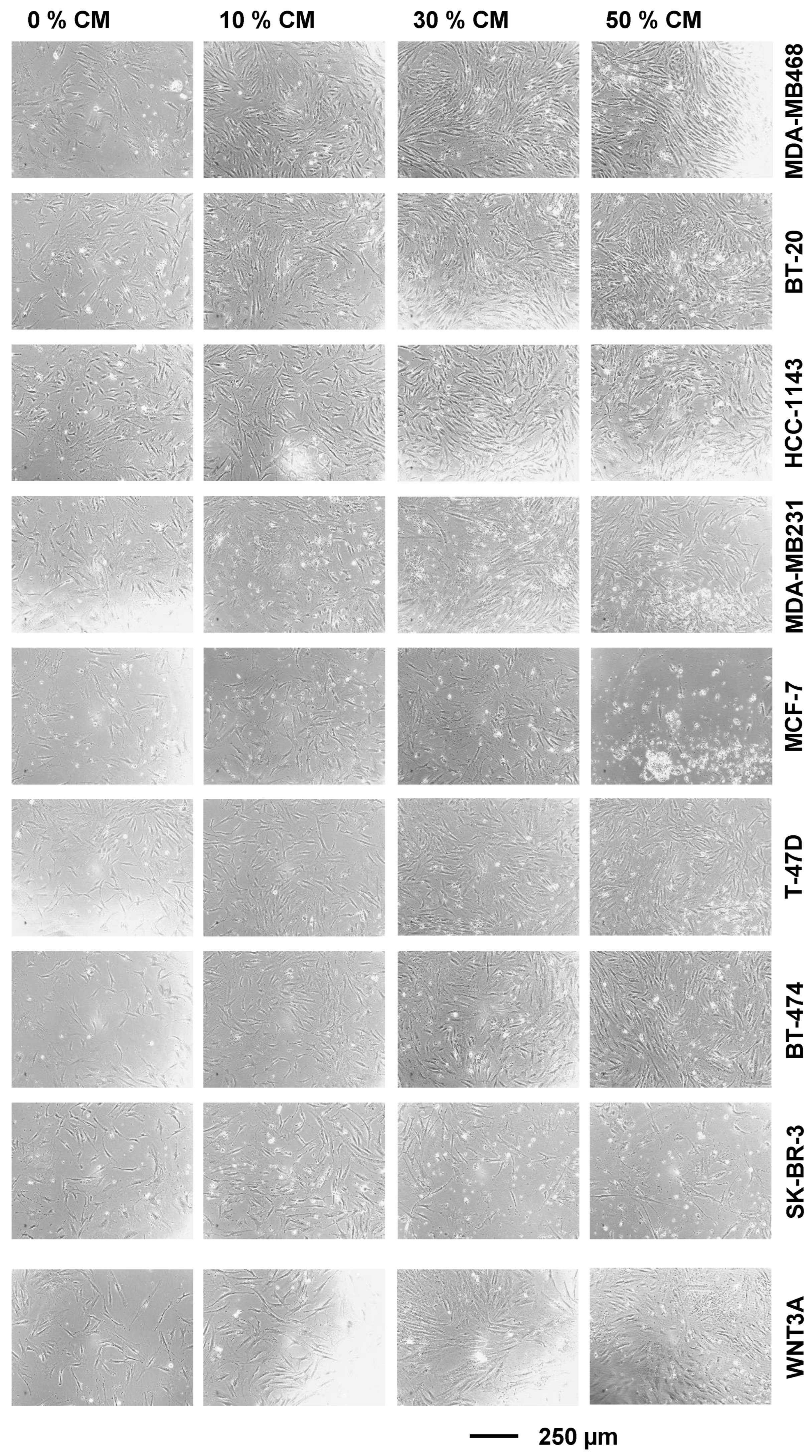 Ijms 24 04654 g0a1 Ijms 24 04654 g0a1