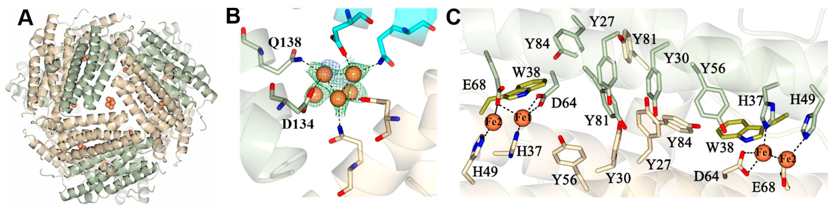 Ijms 24 04669 g004 Ijms 24 04669 g004