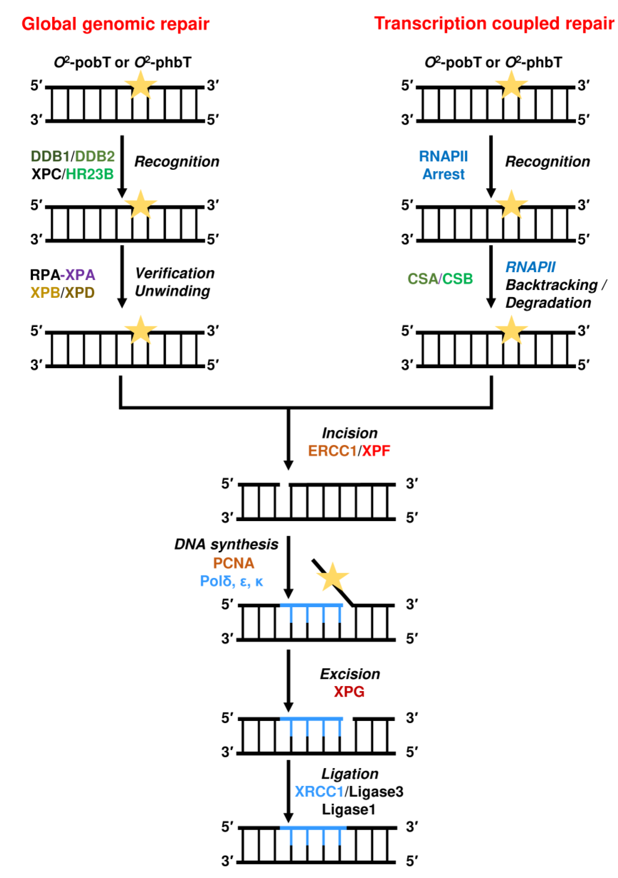 Ijms 24 04684 g010 Ijms 24 04684 g010