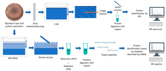 https://www.mdpi.com/ijms/ijms-24-04709/article_deploy/html/images/ijms-24-04709-g001-550.jpg