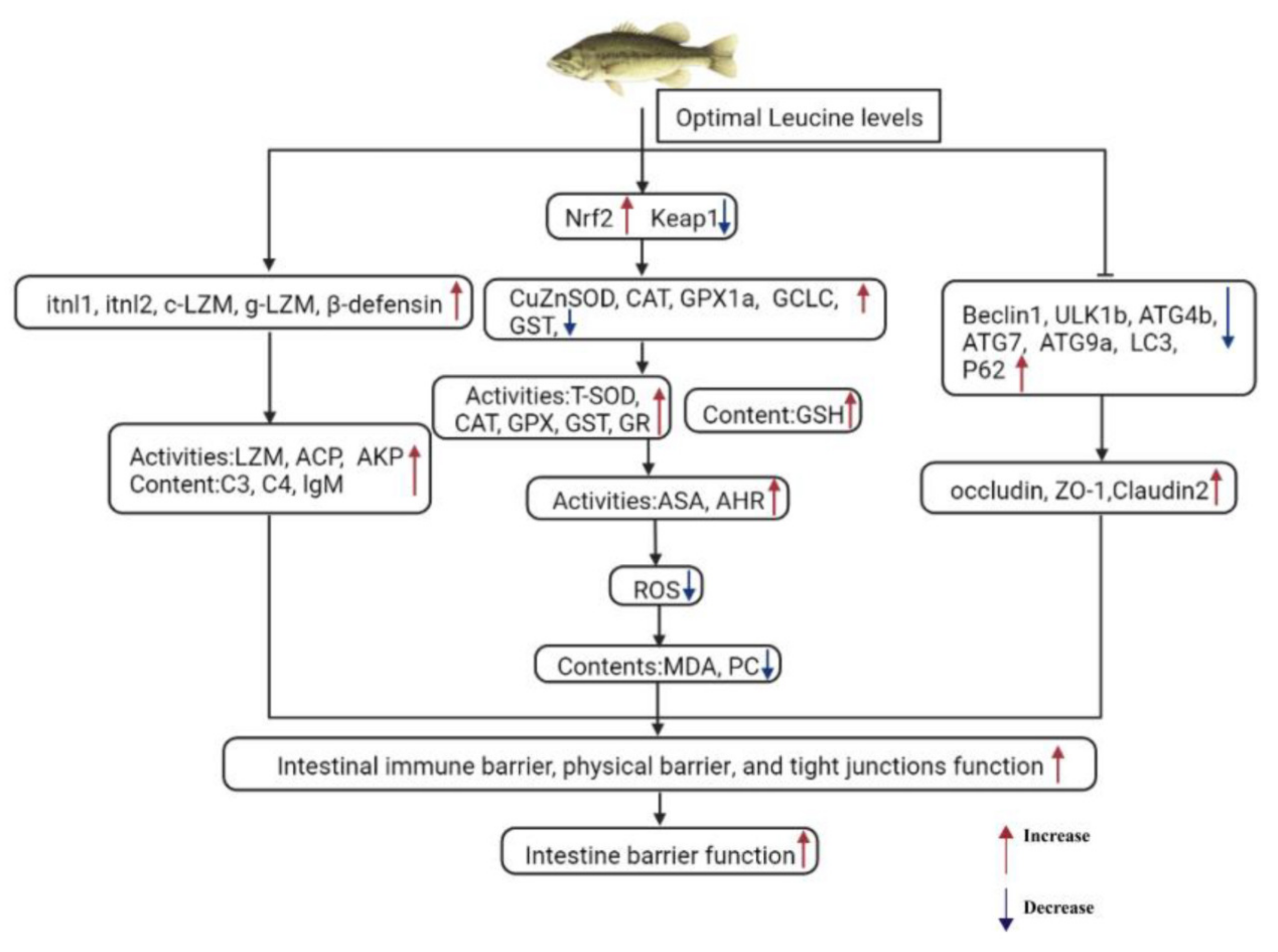 Ijms 24 04716 g005 Ijms 24 04716 g005