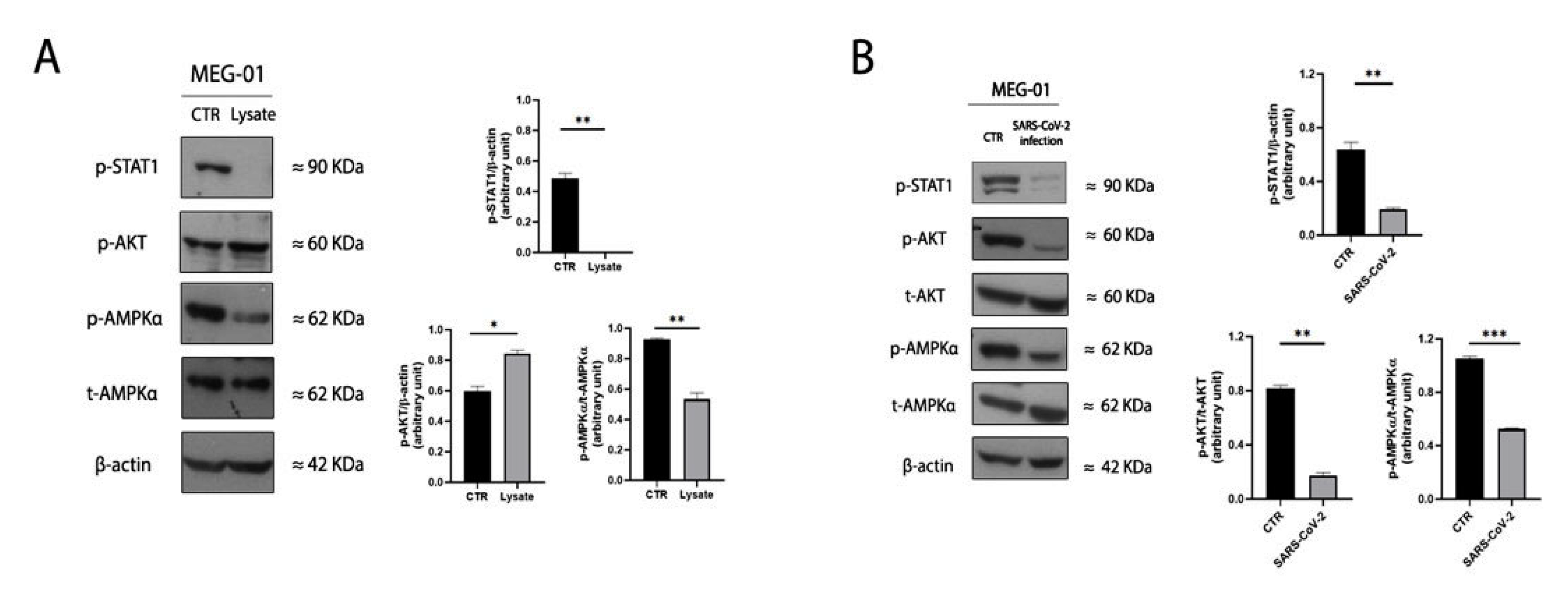 Ijms 24 04723 g003 Ijms 24 04723 g003