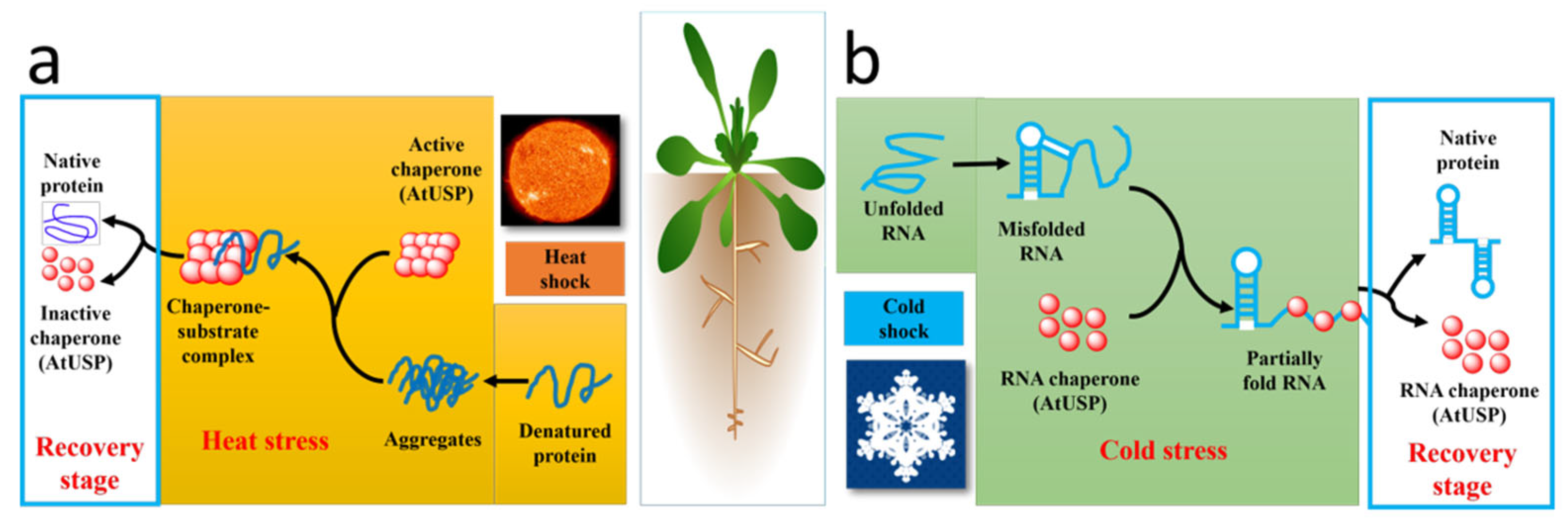 IJMS | Free Full-Text | Universal Stress Proteins: From Gene to Function