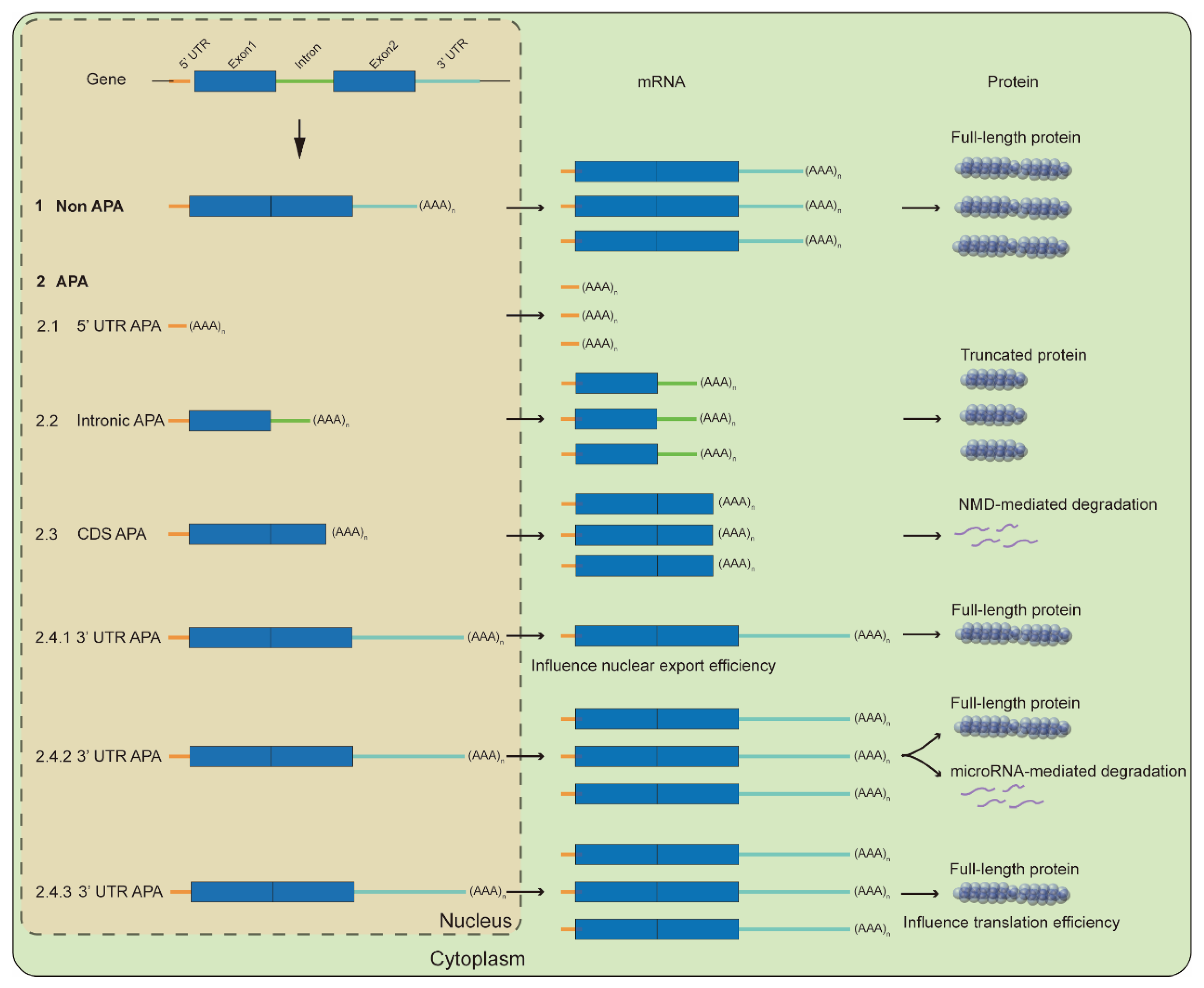 Ijms 24 04727 g002 Ijms 24 04727 g002