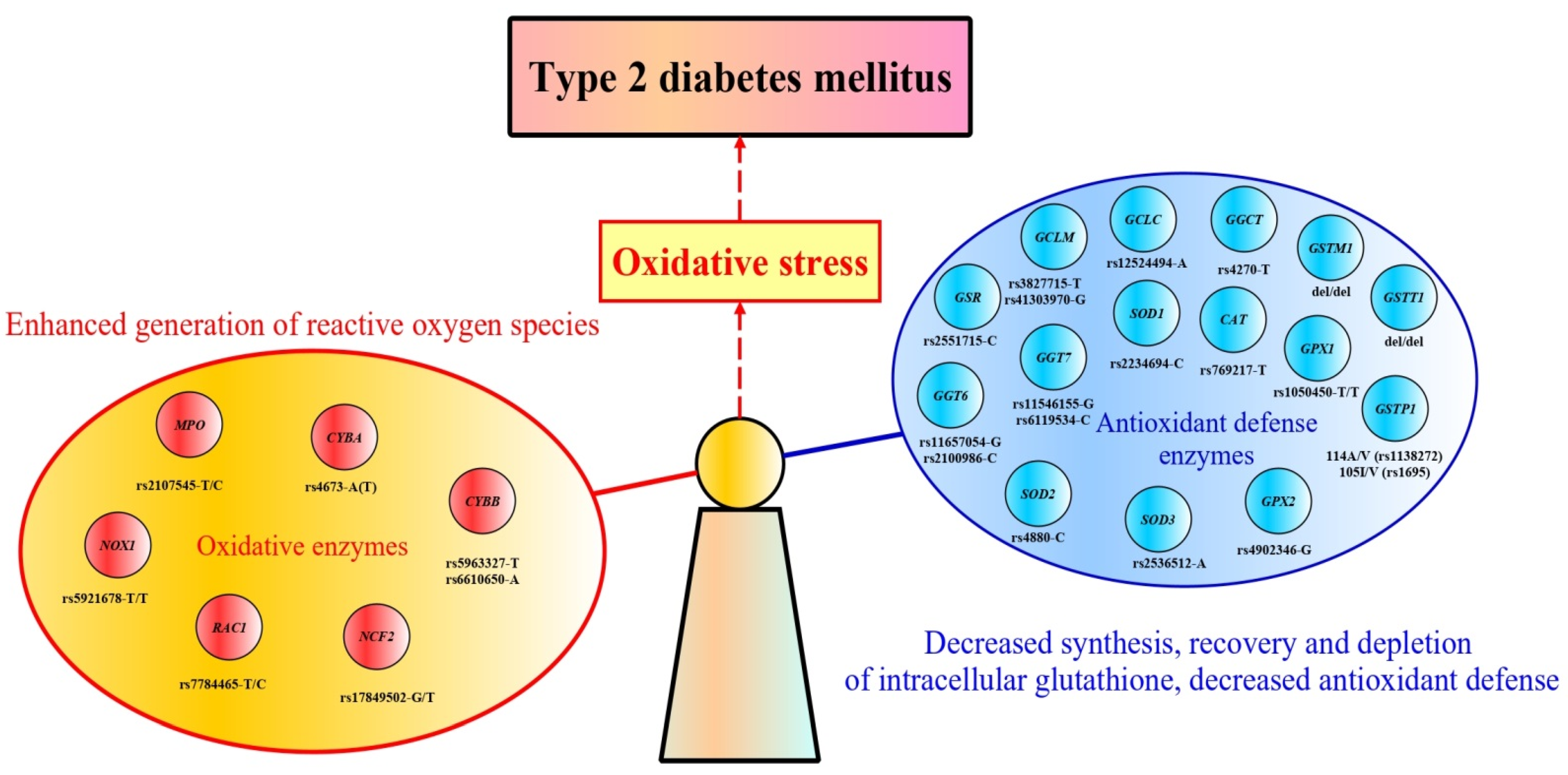 4261px x 2106px - IJMS | Free Full-Text | Molecular Genetics of Abnormal Redox Homeostasis in  Type 2 Diabetes Mellitus