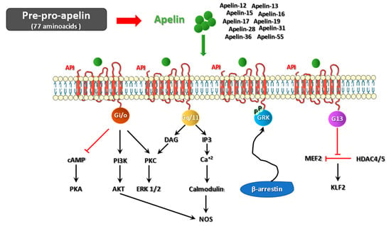 IJMS | Free Full-Text | The Yin and Yang Effect of the Apelinergic 