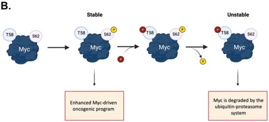 IJMS | Free Full-Text | When Just One Phosphate Is One Too Many: The ...