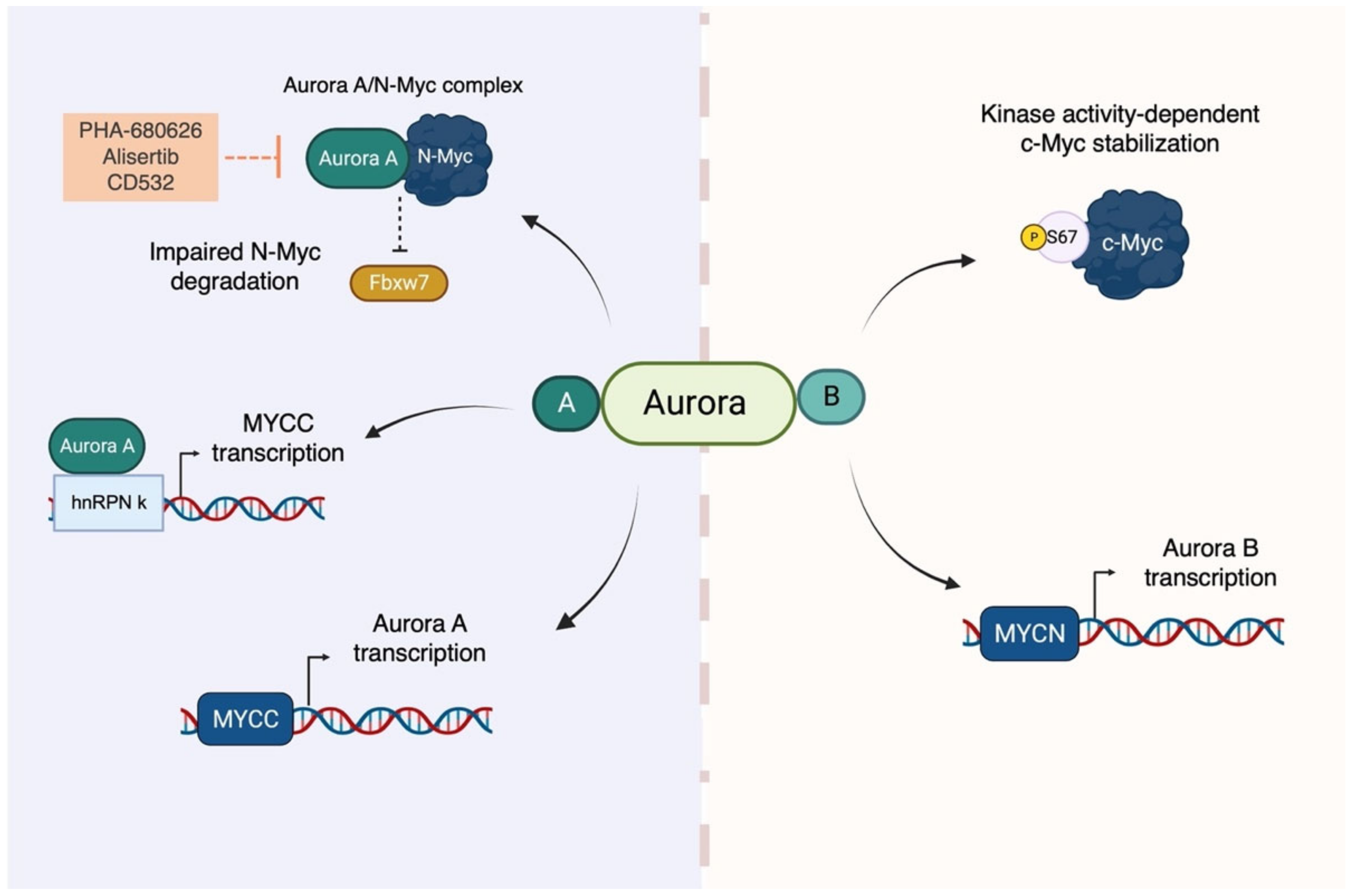 Ijms 24 04746 g003 Ijms 24 04746 g003