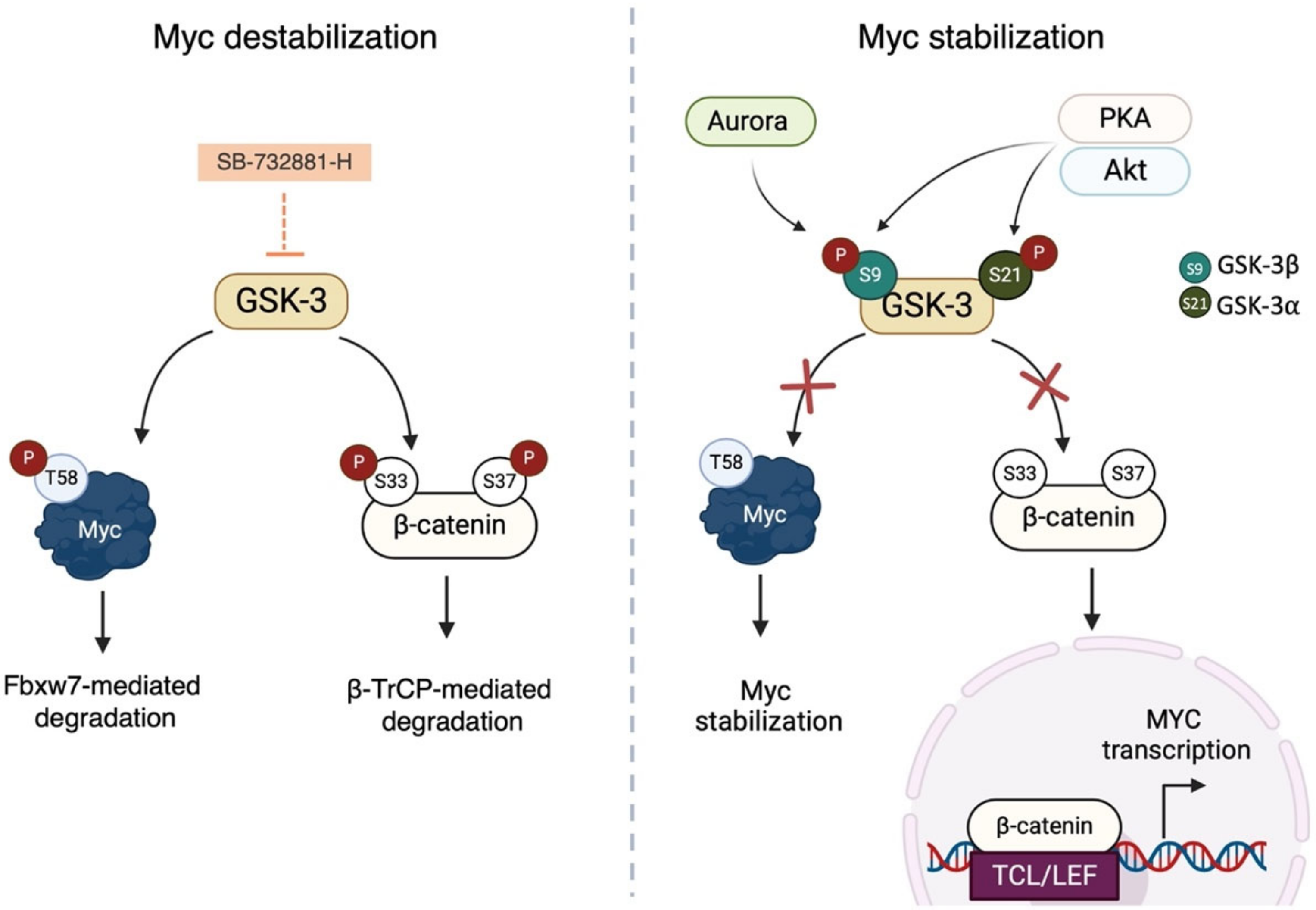Ijms 24 04746 g004 Ijms 24 04746 g004