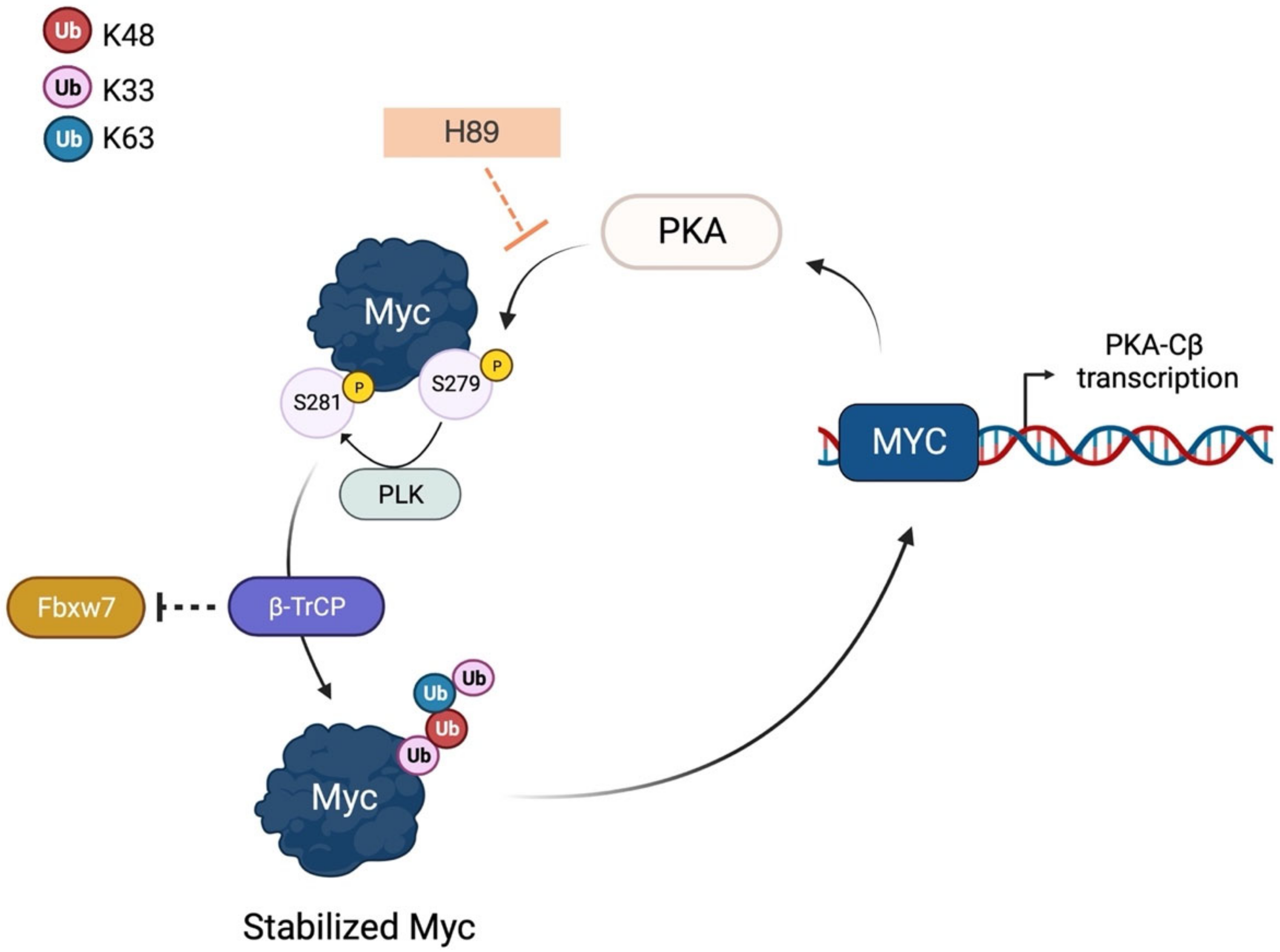 IJMS | Free Full-Text | When Just One Phosphate Is One Too Many: The ...