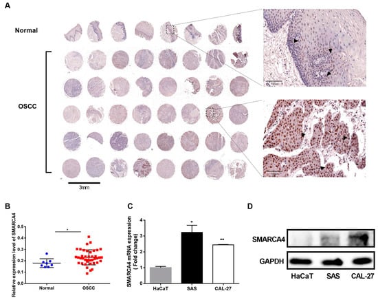 https://www.mdpi.com/ijms/ijms-24-04756/article_deploy/html/images/ijms-24-04756-g001-550.jpg