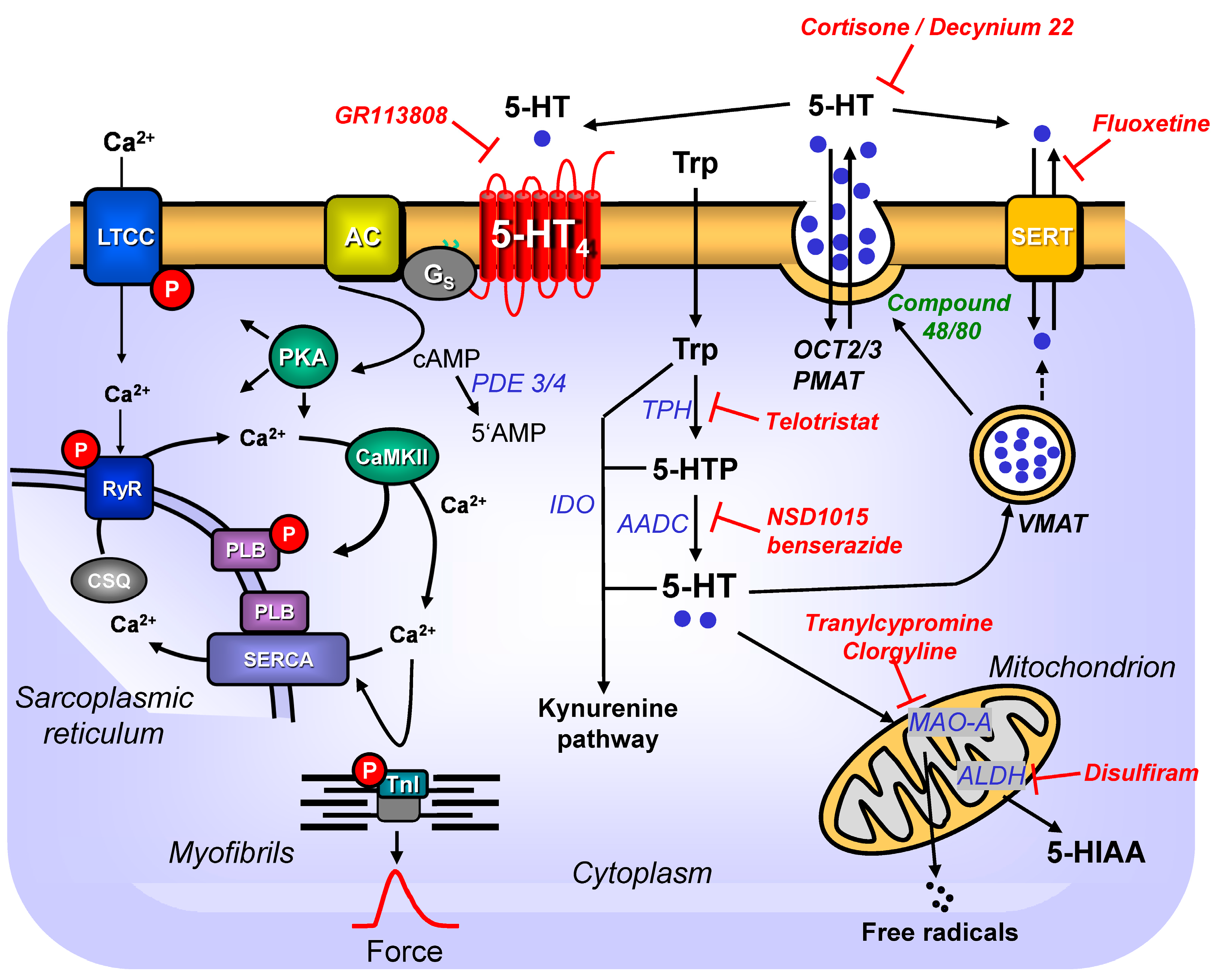 IJMS | Free Full-Text | Cardiac Roles of Serotonin (5-HT) and 5-HT-Receptors  in Health and Disease