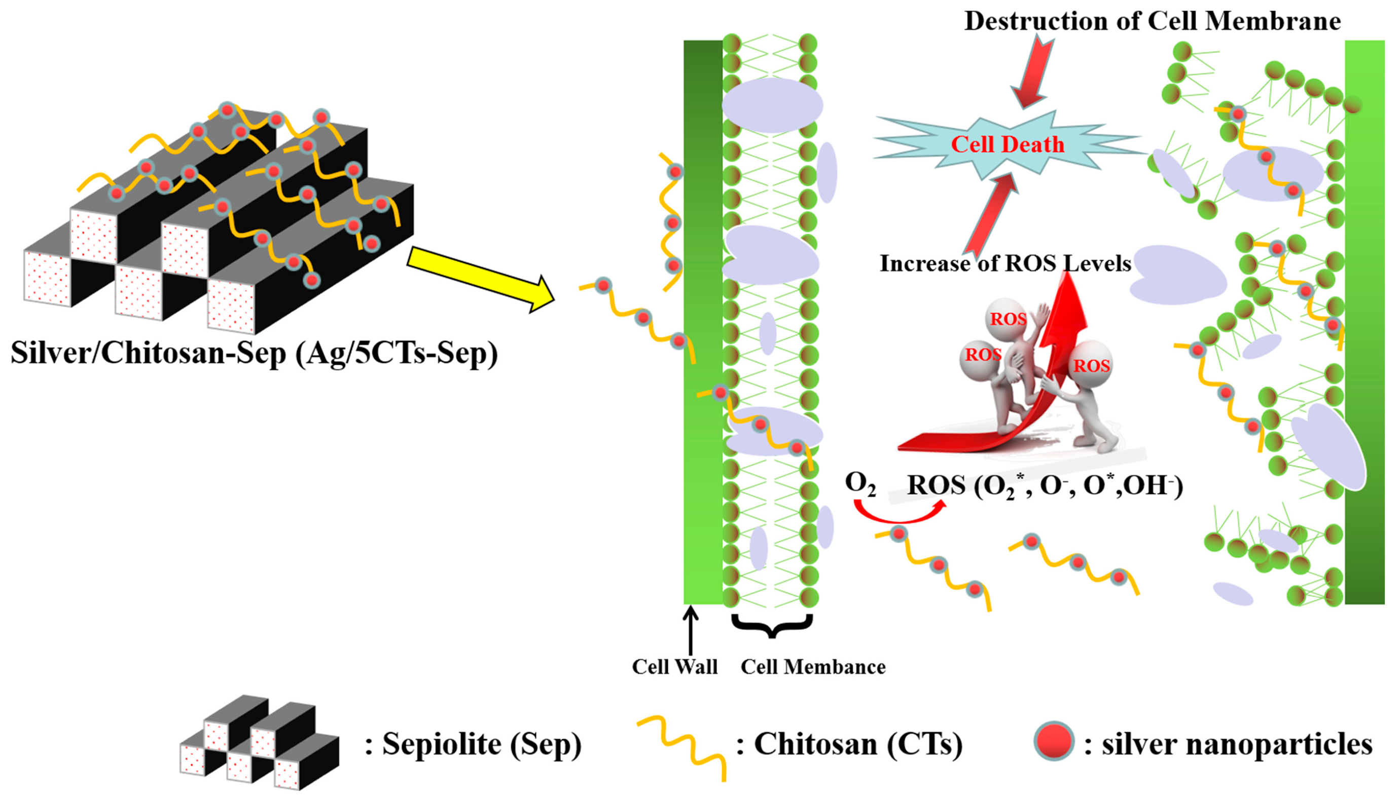 Ijms 24 04801 g006 Ijms 24 04801 g006