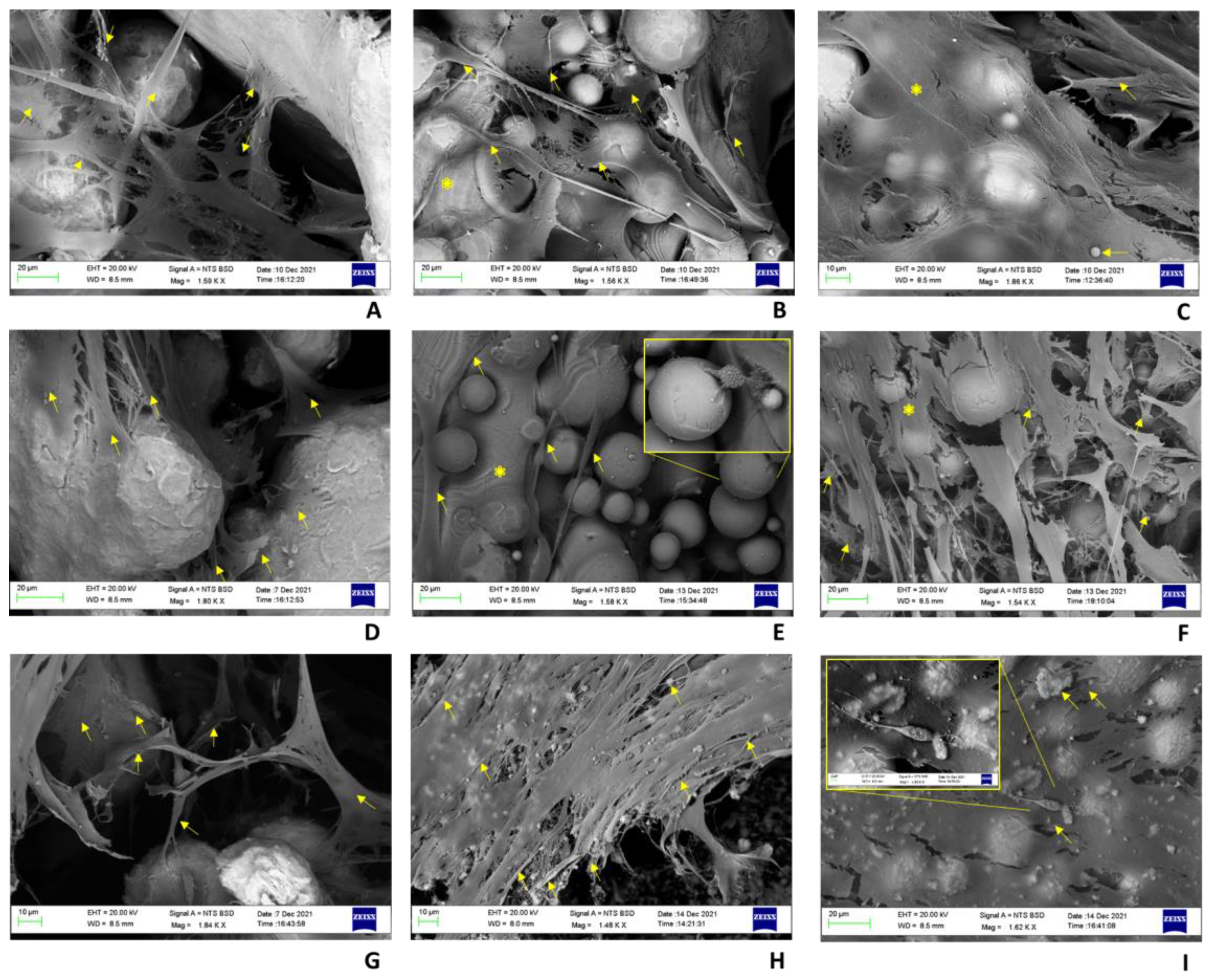 Ijms 24 04810 g007 Ijms 24 04810 g007