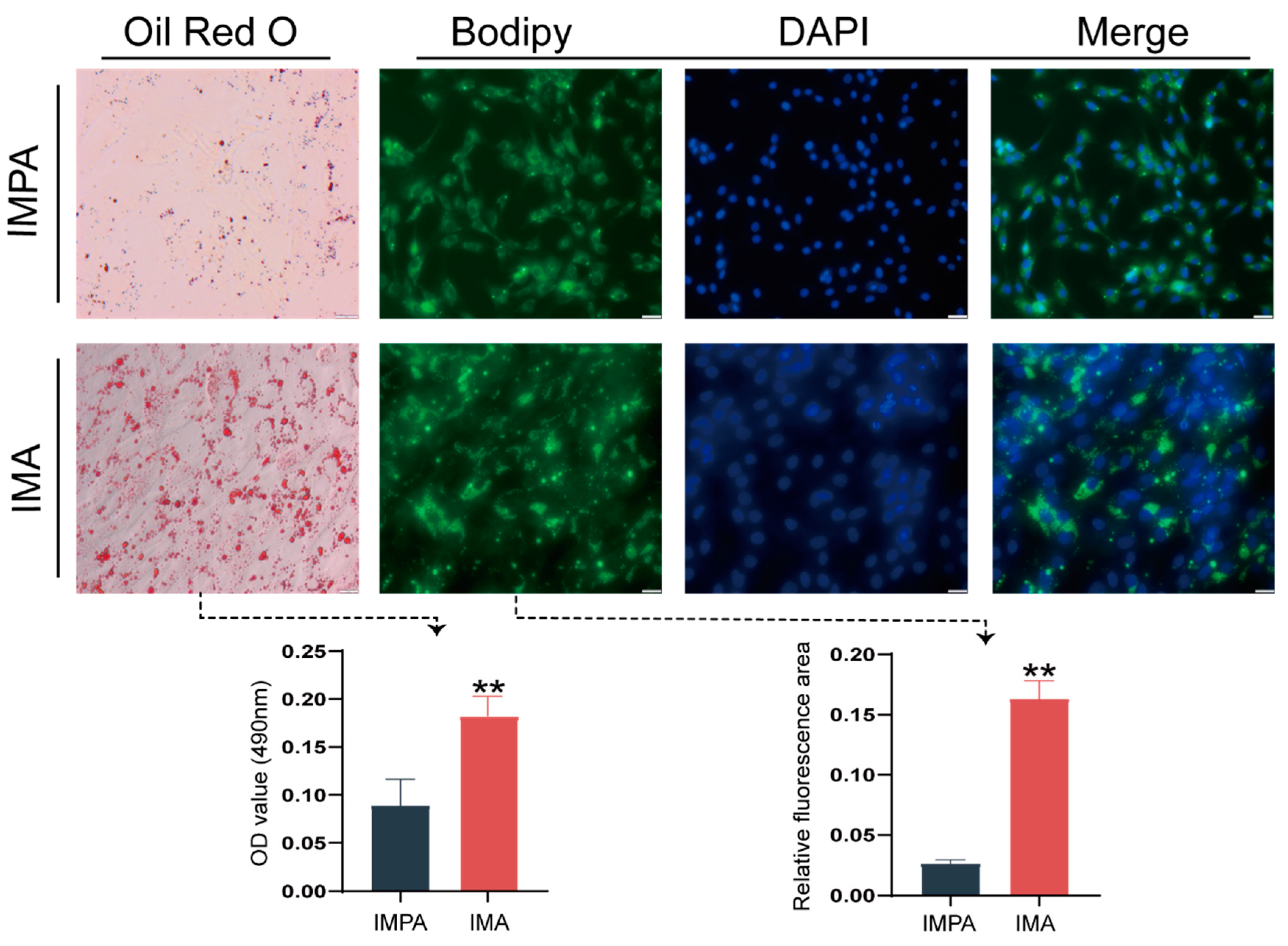 Ijms 24 04817 g001 Ijms 24 04817 g001