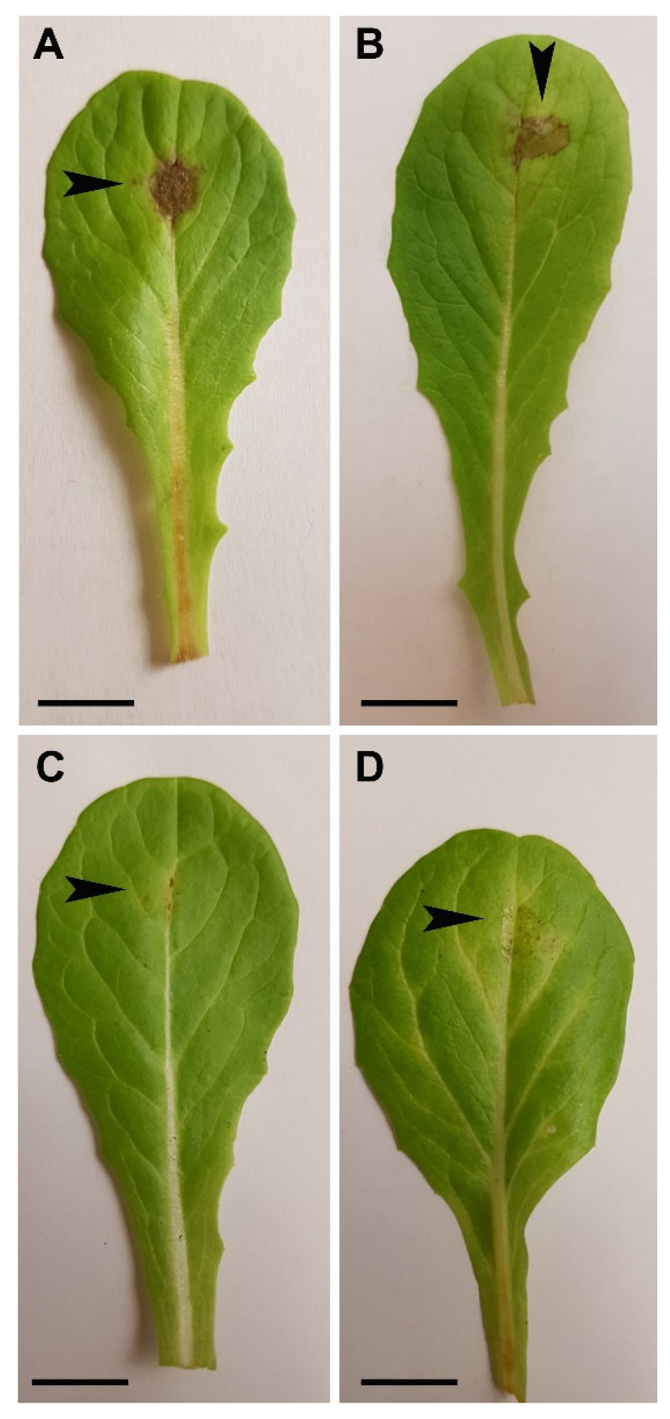 Ijms 24 04869 g004 Ijms 24 04869 g004