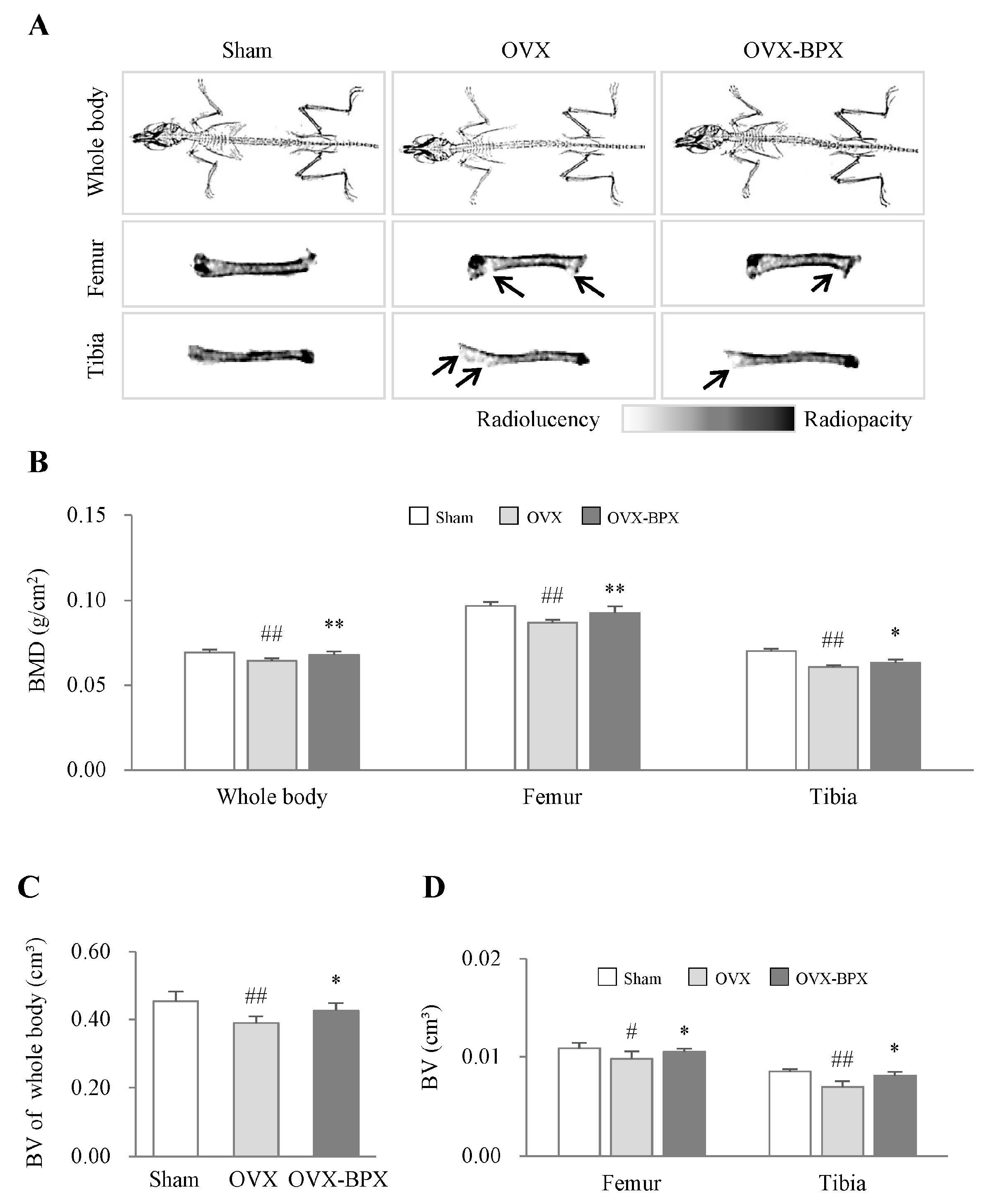 Ijms 24 04876 g002 Ijms 24 04876 g002