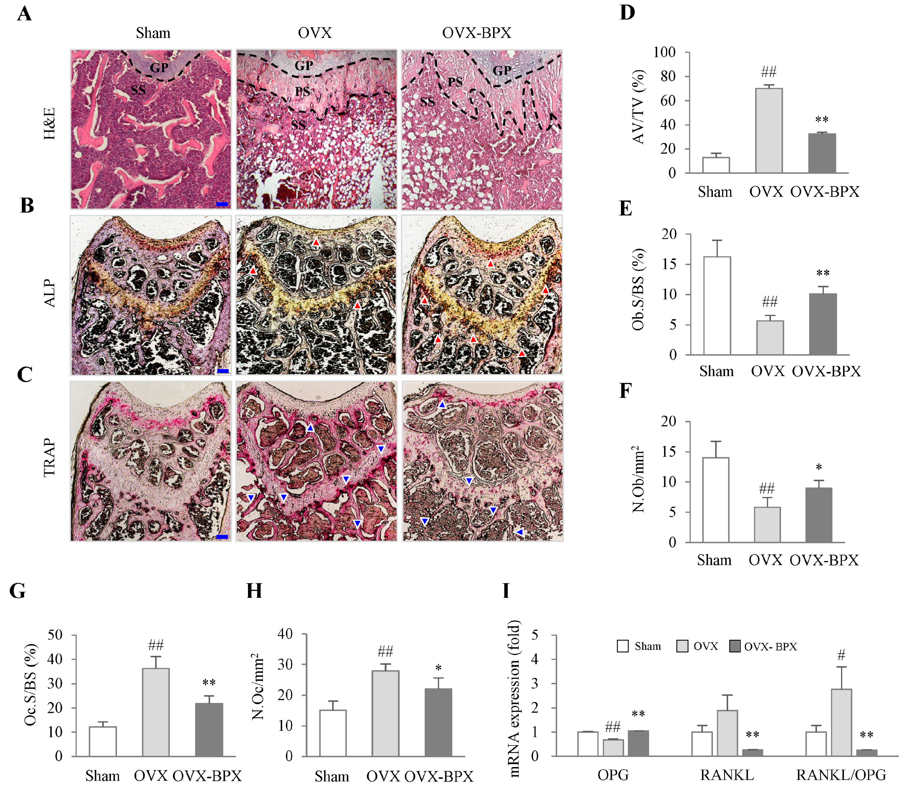 Ijms 24 04876 g003 Ijms 24 04876 g003