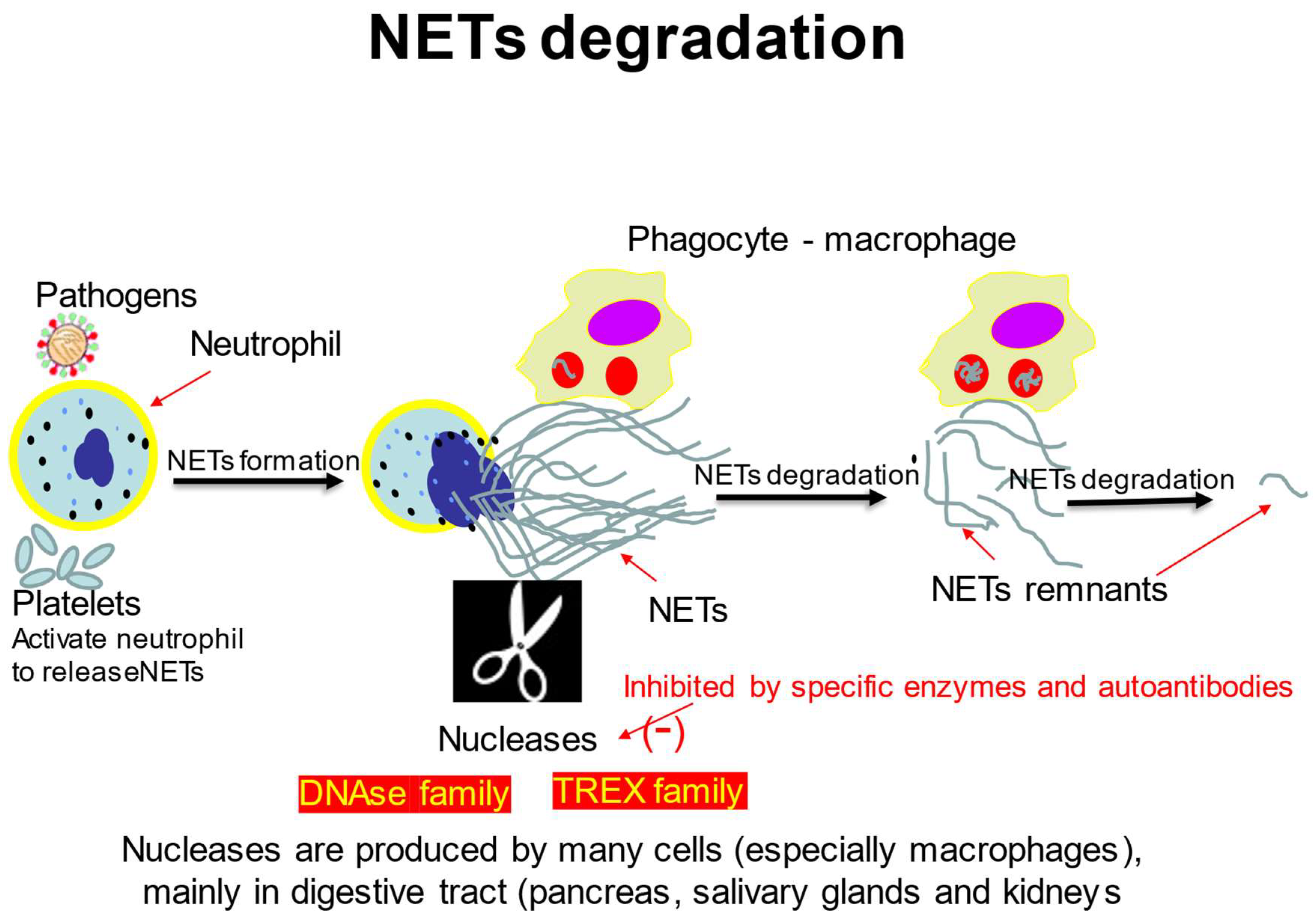 IJMS | Free Full-Text | Molecular Mechanisms of Neutrophil Extracellular  Trap (NETs) Degradation