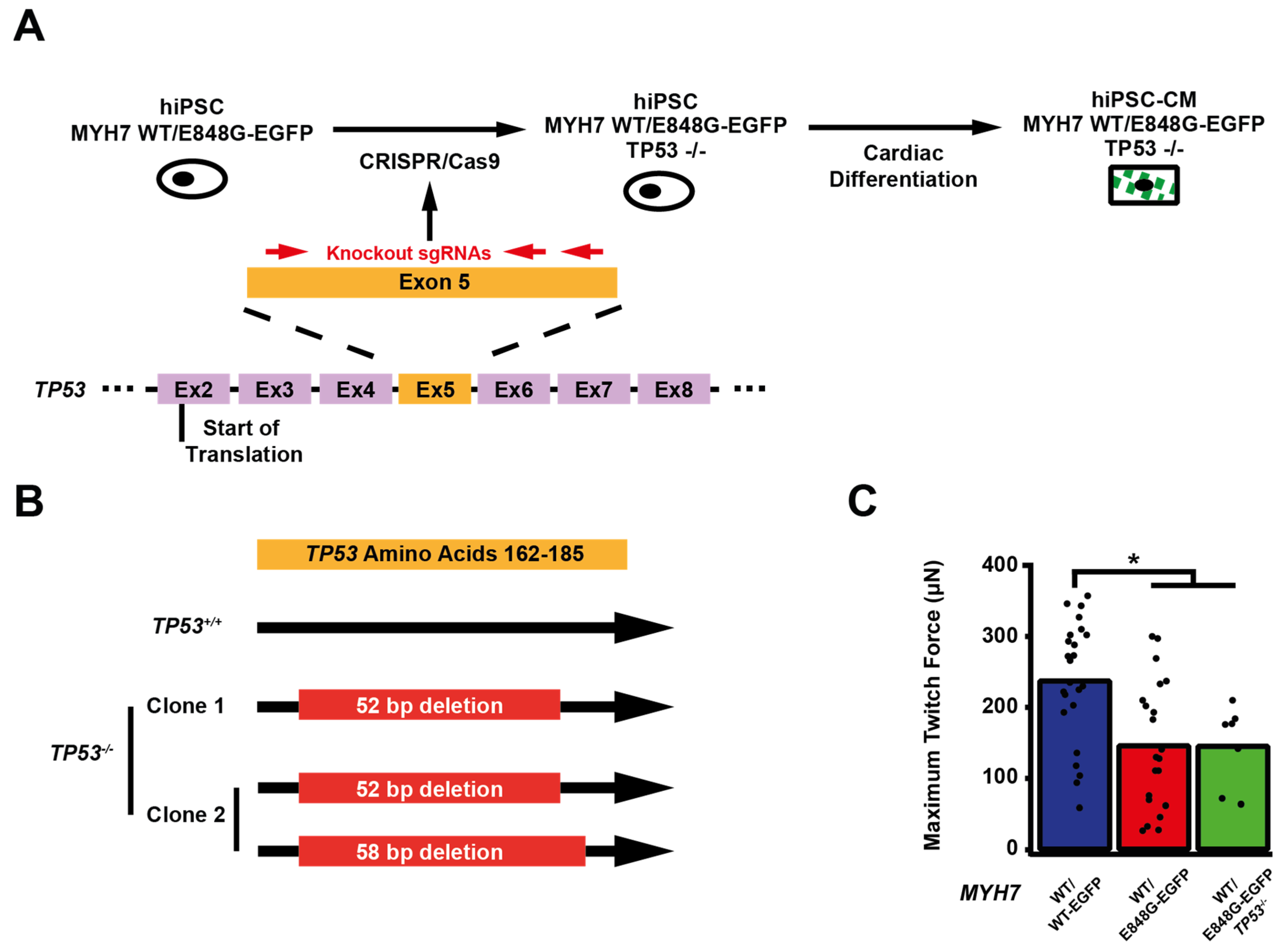 Ijms 24 04909 g004a Ijms 24 04909 g004a