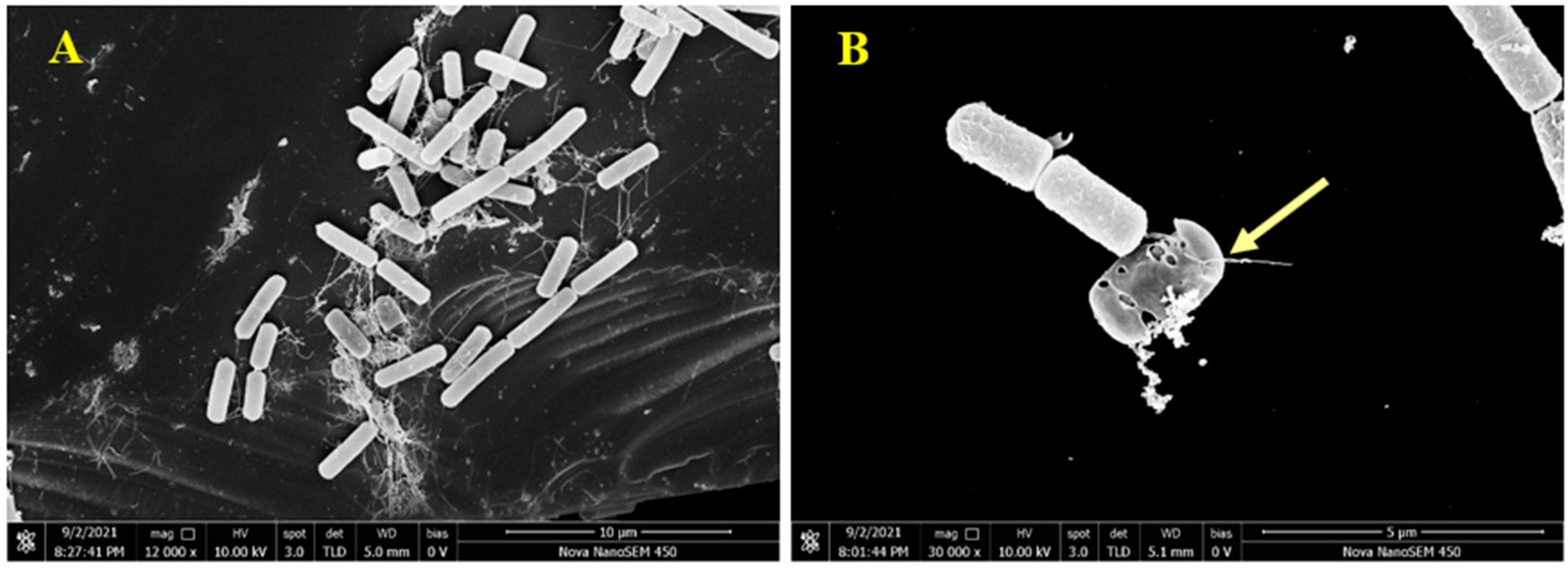 Ijms 24 04917 g006 Ijms 24 04917 g006