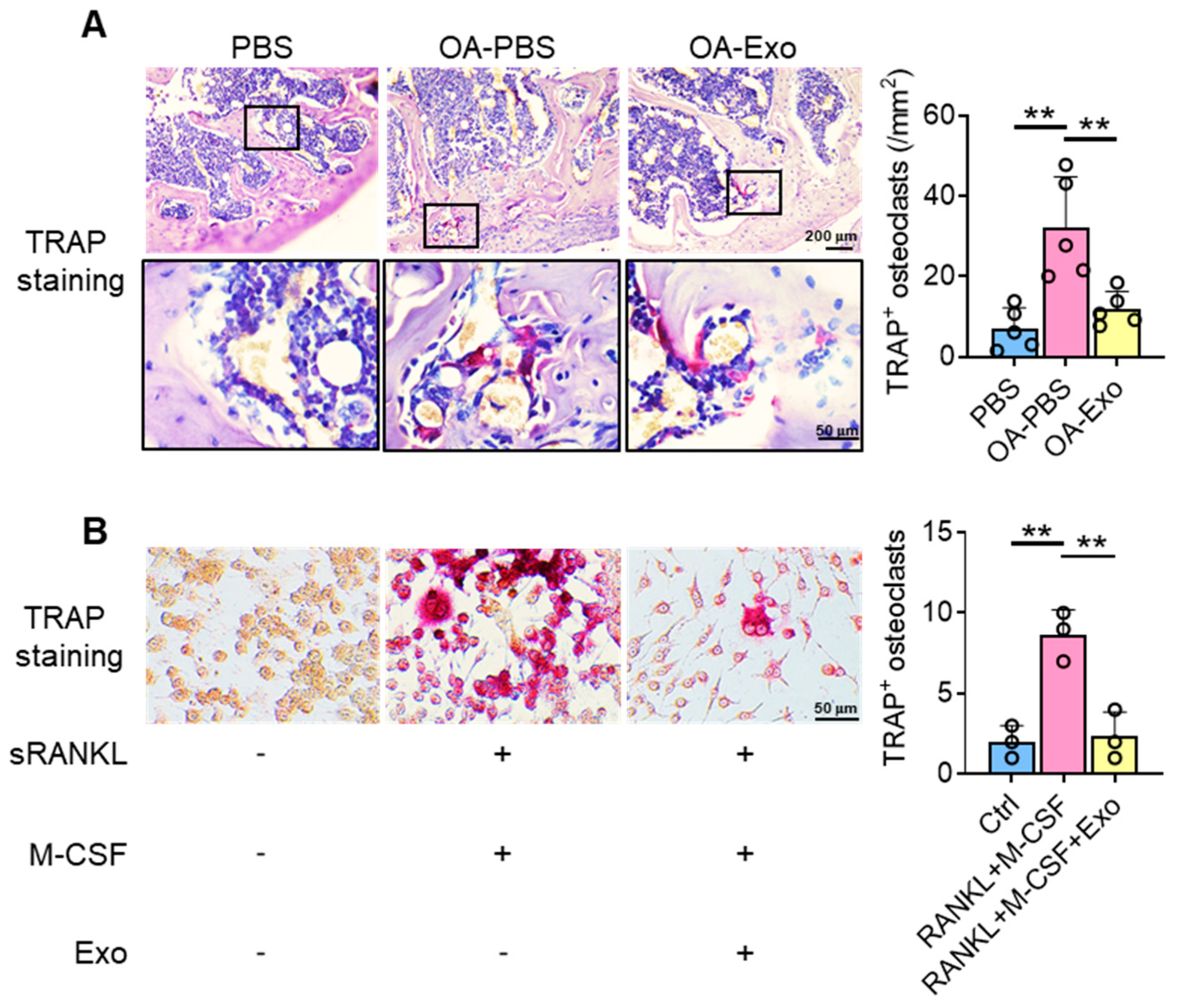 Ijms 24 04926 g004 Ijms 24 04926 g004