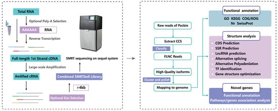 De Novo Transcriptome Assembly and Functional Annotation in Five Species of  Bats