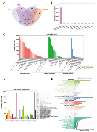 De Novo Transcriptome Assembly and Functional Annotation in Five Species of  Bats