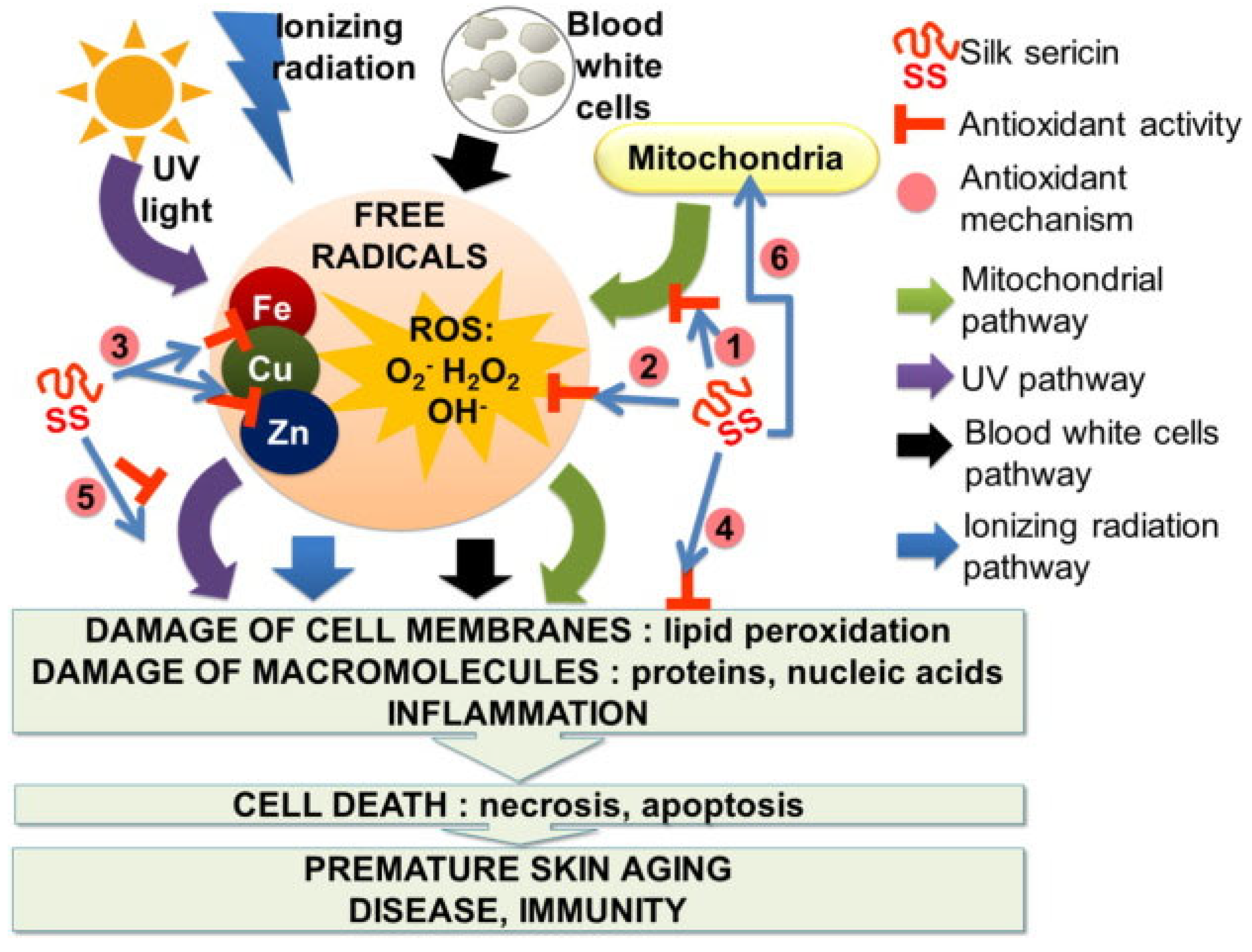 Ijms 24 04951 g007 Ijms 24 04951 g007