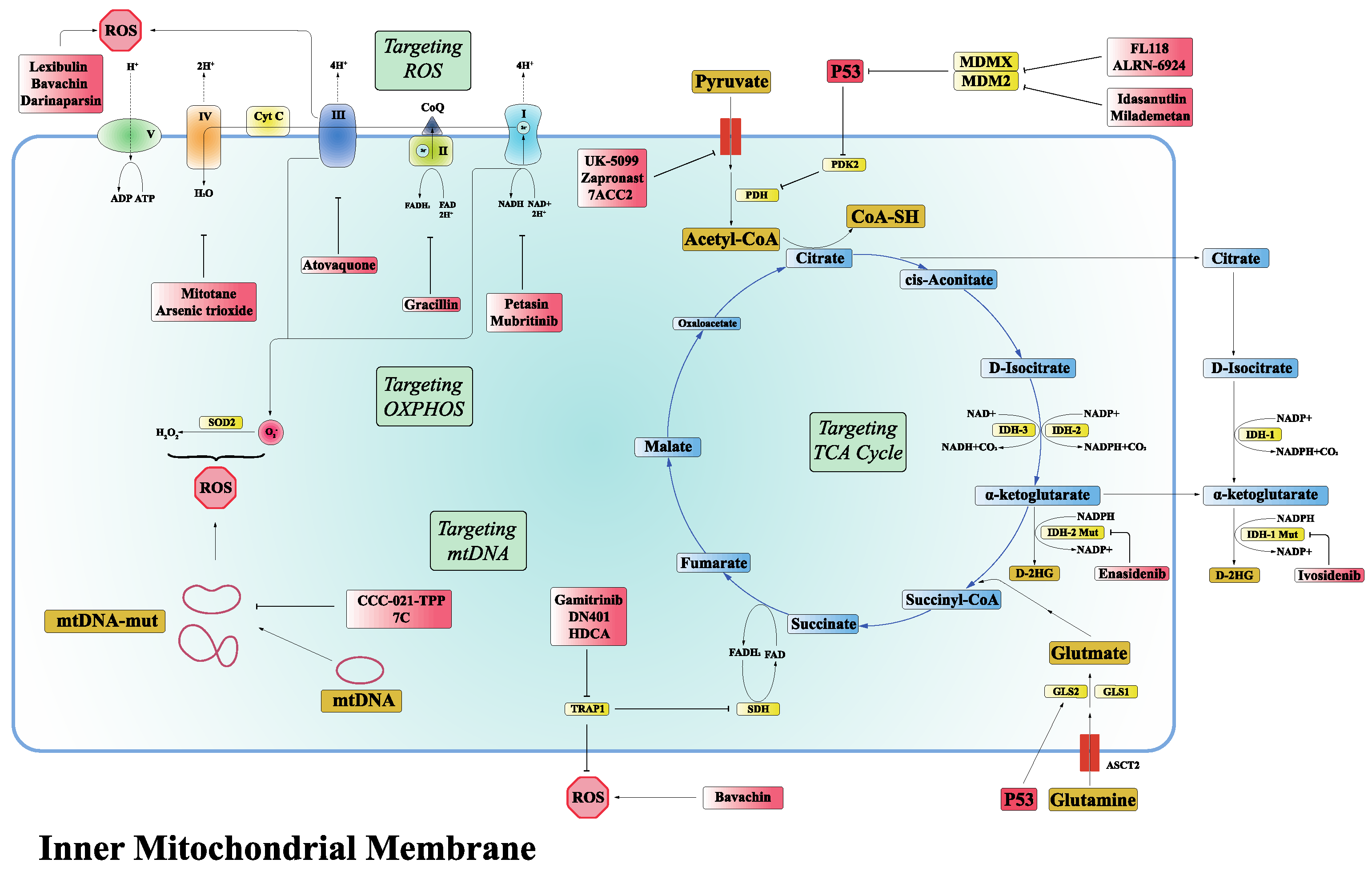 IJMS | Free Full-Text | Targeting Mitochondrial Metabolic Reprogramming ...