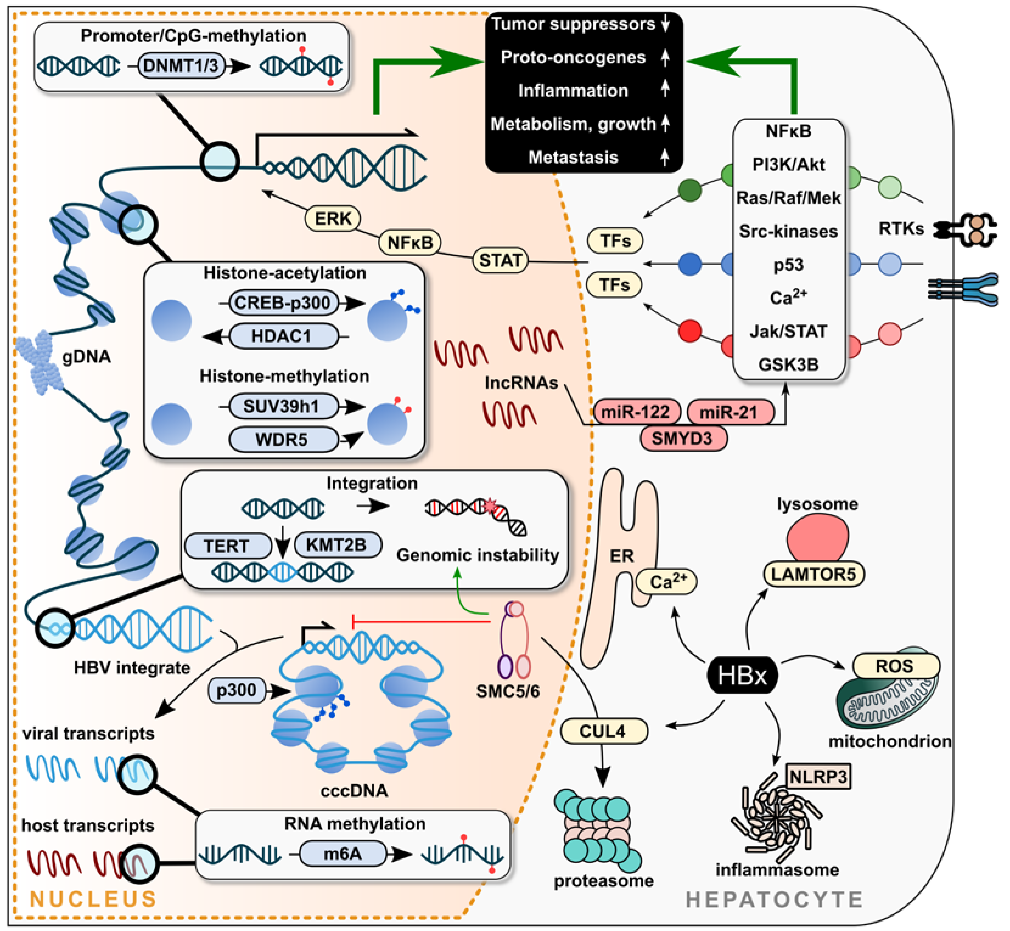 Ijms 24 04964 g001 Ijms 24 04964 g001
