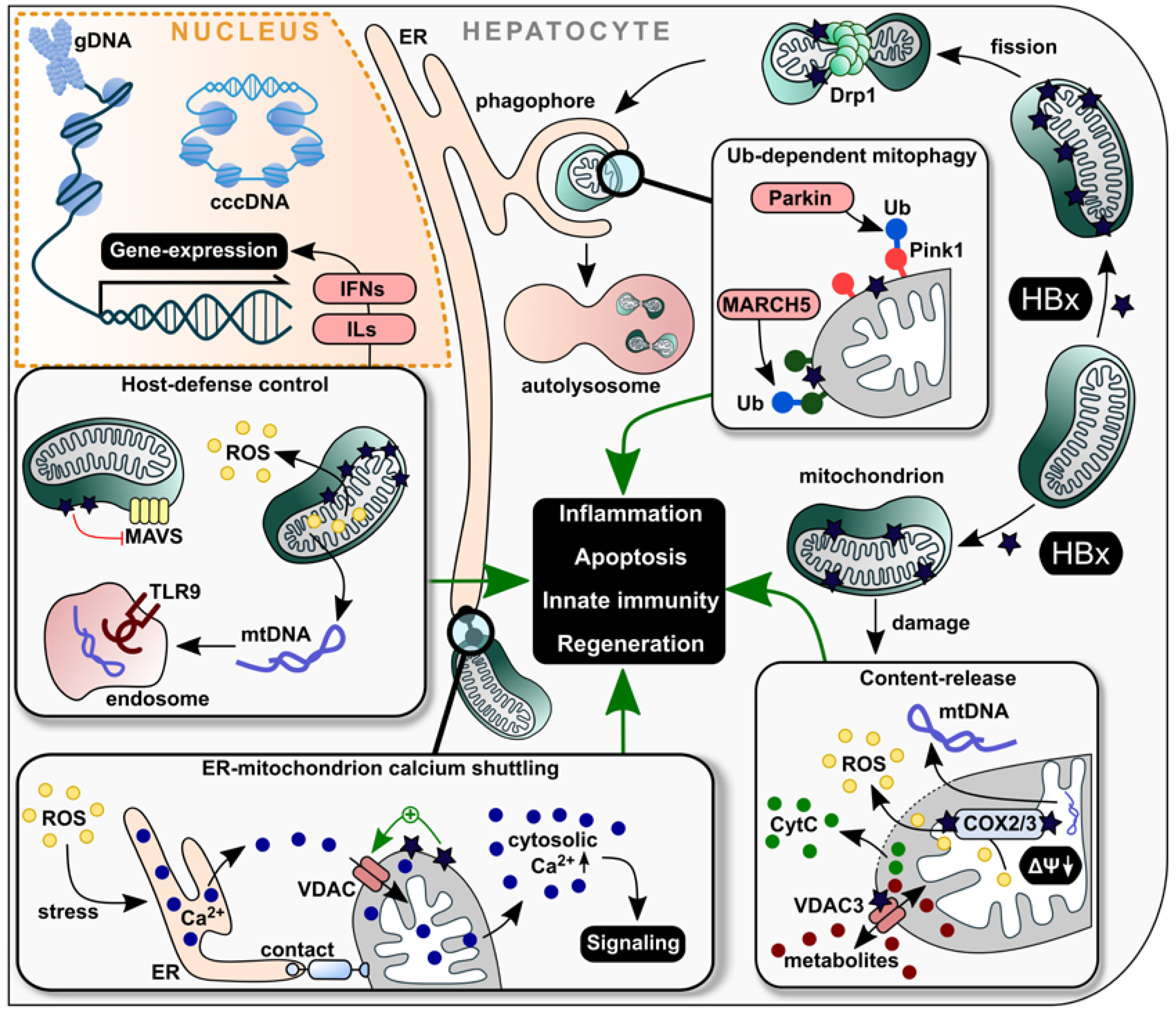 Ijms 24 04964 g002 Ijms 24 04964 g002