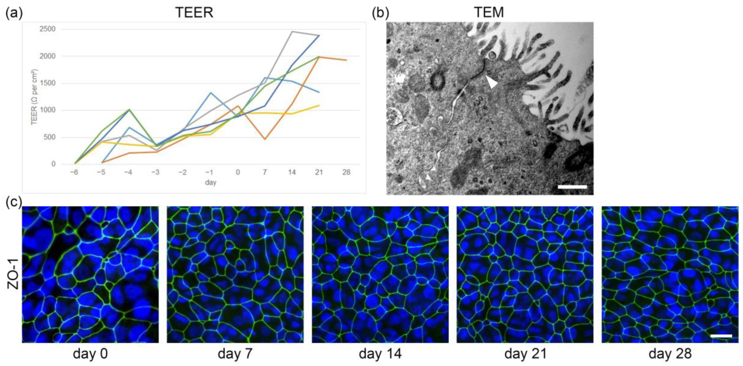 Ijms 24 04987 g003 Ijms 24 04987 g003