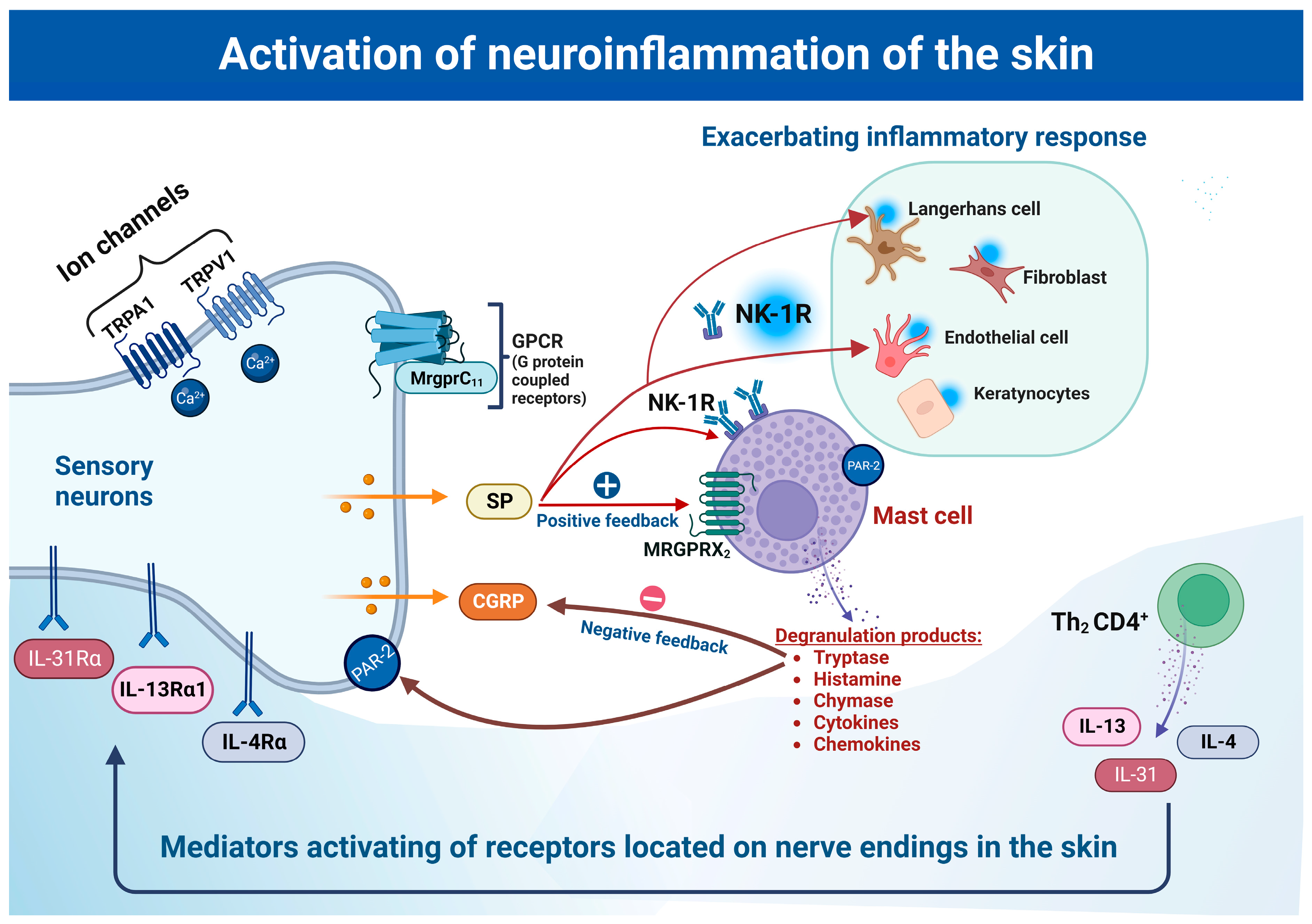 IJMS | Free Full-Text | Molecular Mechanisms of Neurogenic Inflammation of  the Skin