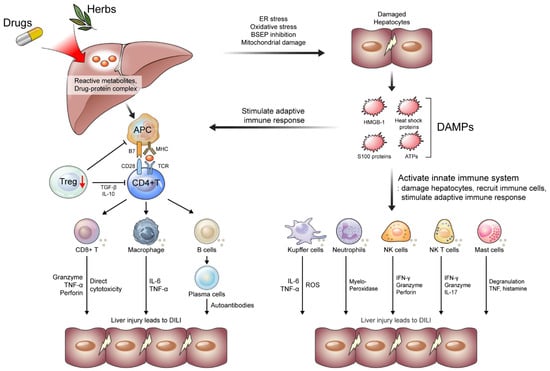 IJMS | Free Full-Text | An Immunological Perspective on the Mechanism ...