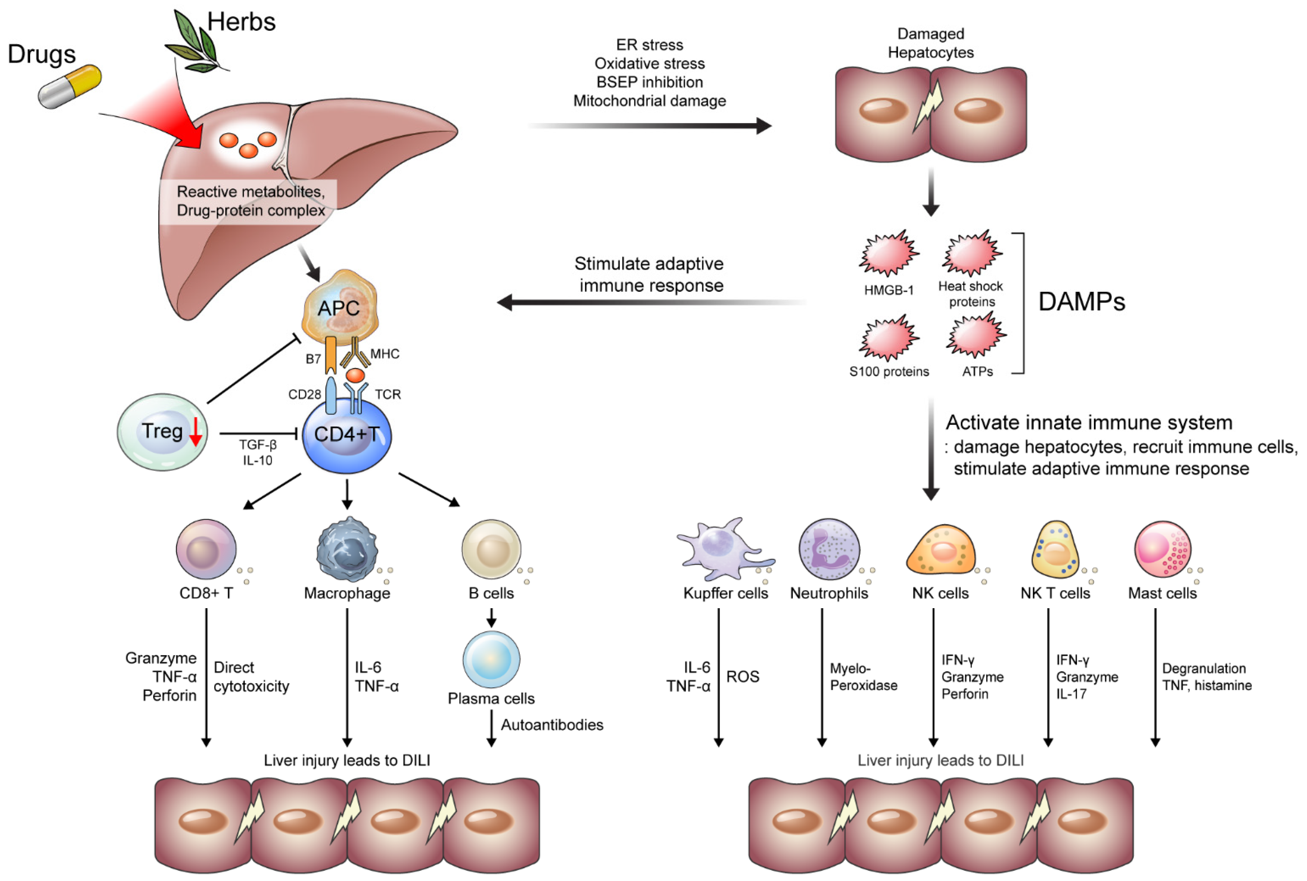 IJMS | Free Full-Text | An Immunological Perspective on the Mechanism of  Drug Induced Liver Injury: Focused on Drugs for Treatment of Hepatocellular  Carcinoma and Liver Transplantation