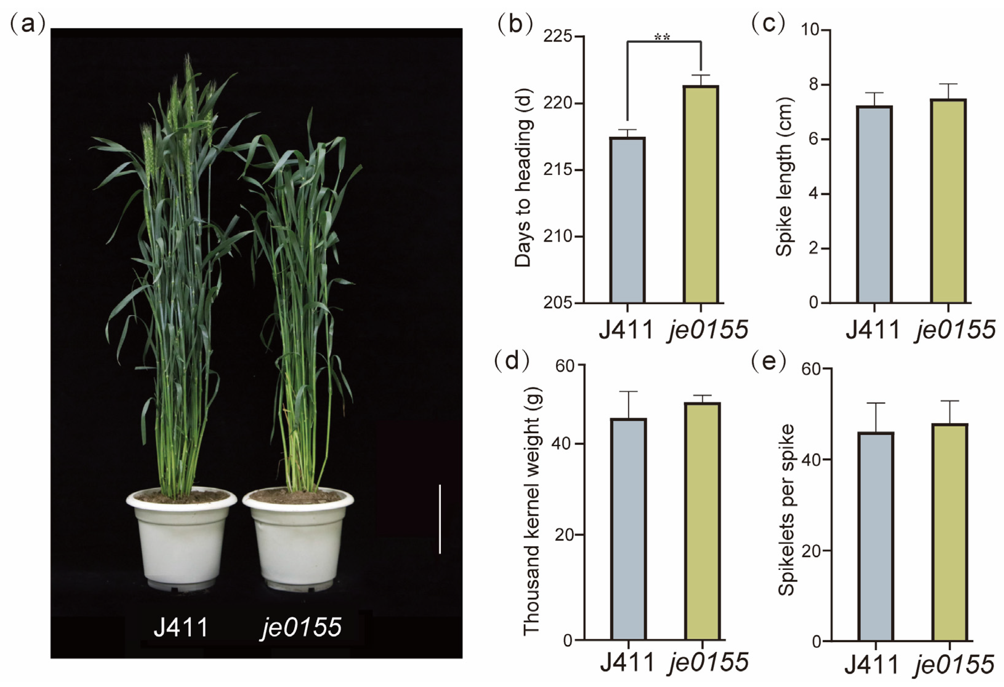 Ijms 24 05008 g001 Ijms 24 05008 g001