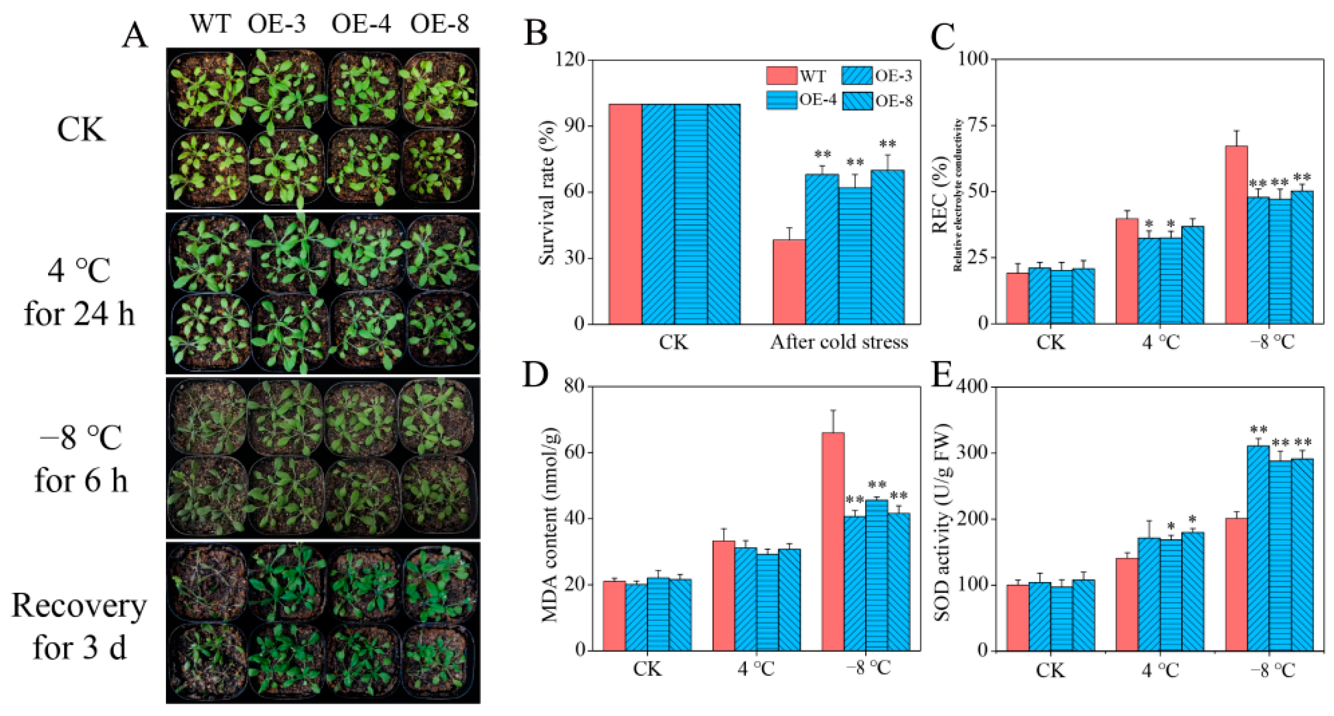 Ijms 24 05013 g006 Ijms 24 05013 g006